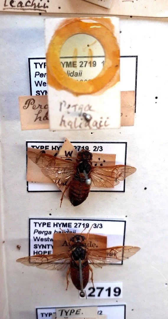 X. halidaii Westwood female syntypes