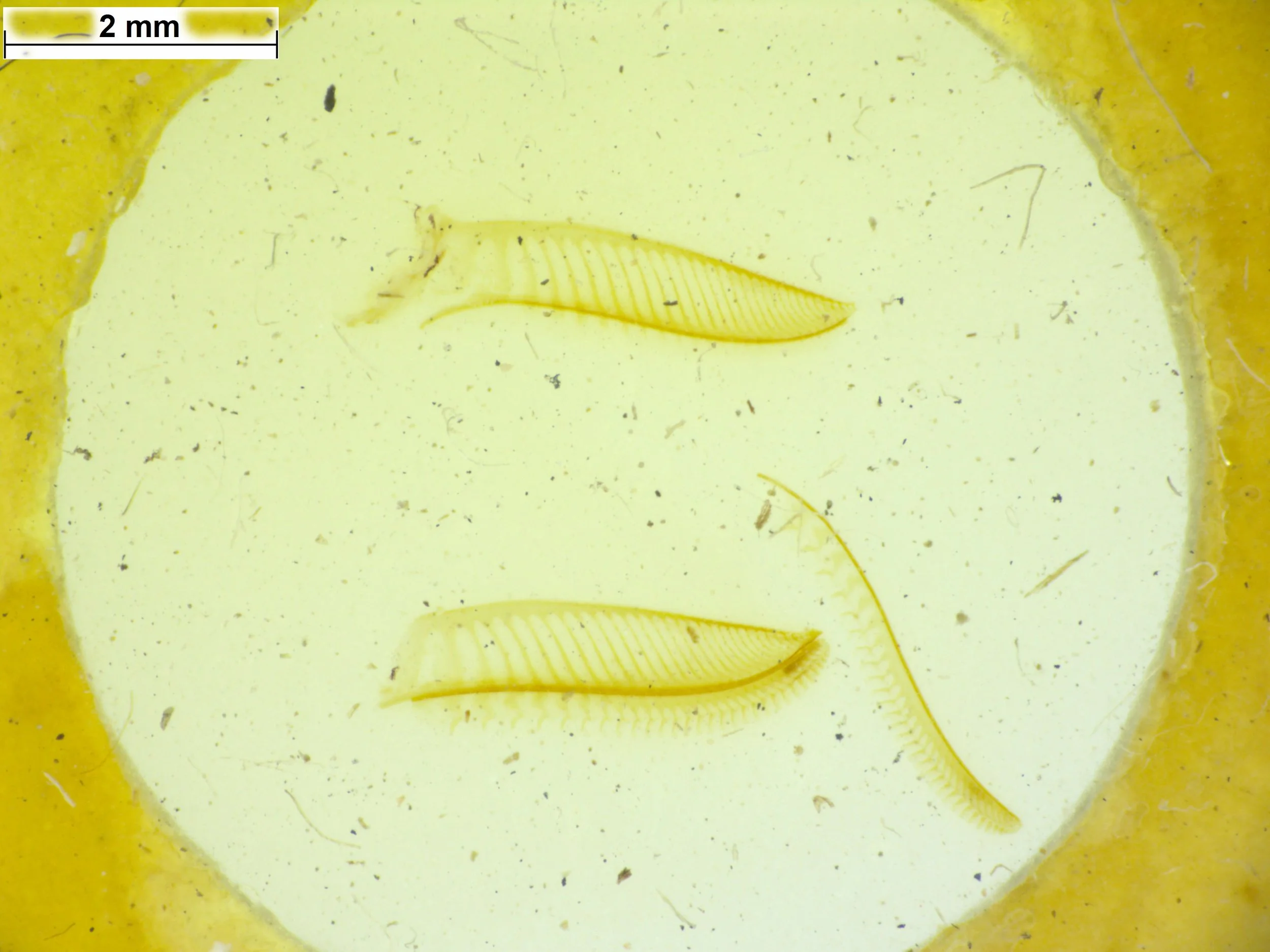 saw (lance and lancet separated and joined) from syntype specimen of  Xyloperga halidaii   ©️ Oxford University Museum of Natural History. kindly supplied by Dr. James Hogan 