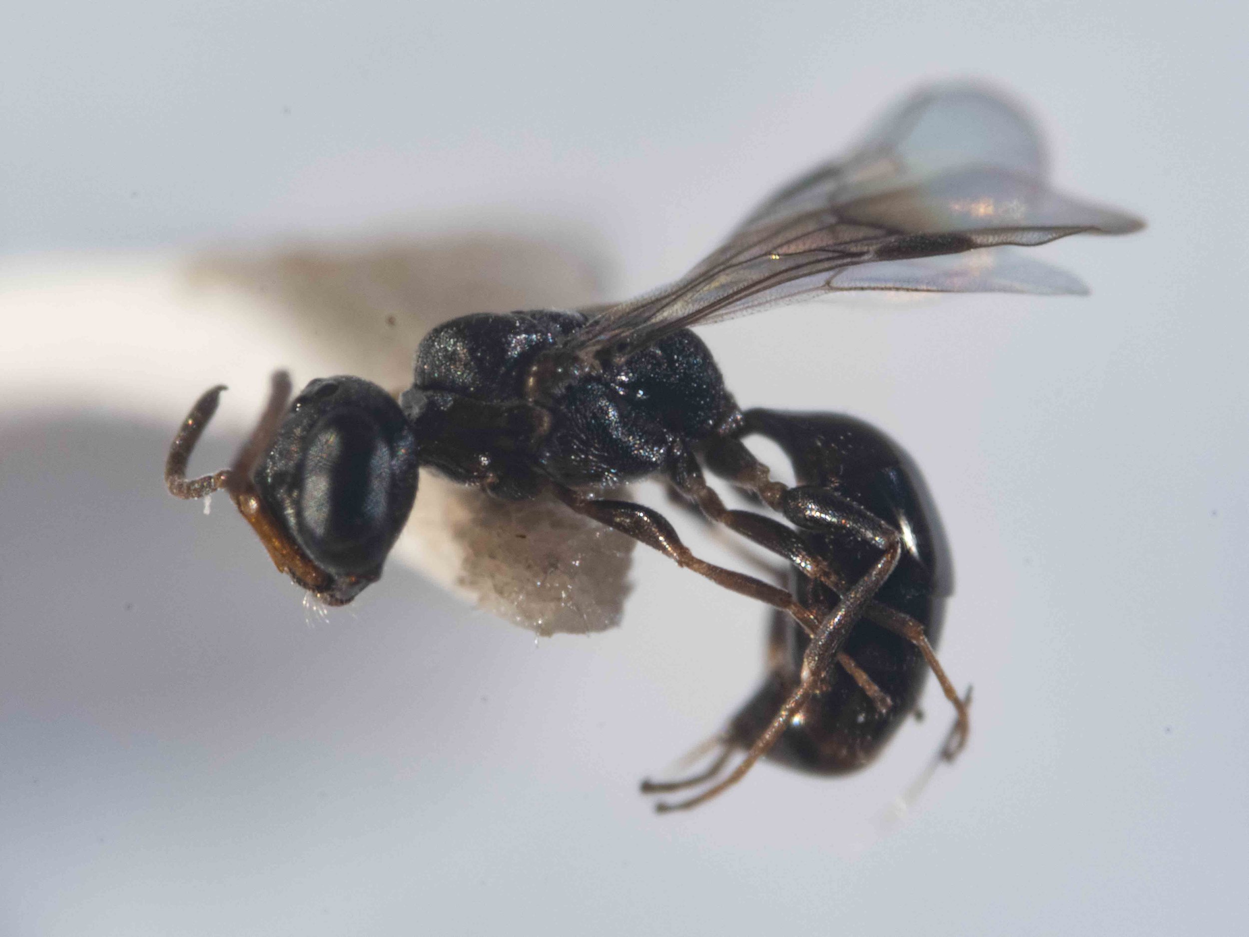 Spilomena (Pemphredonini)