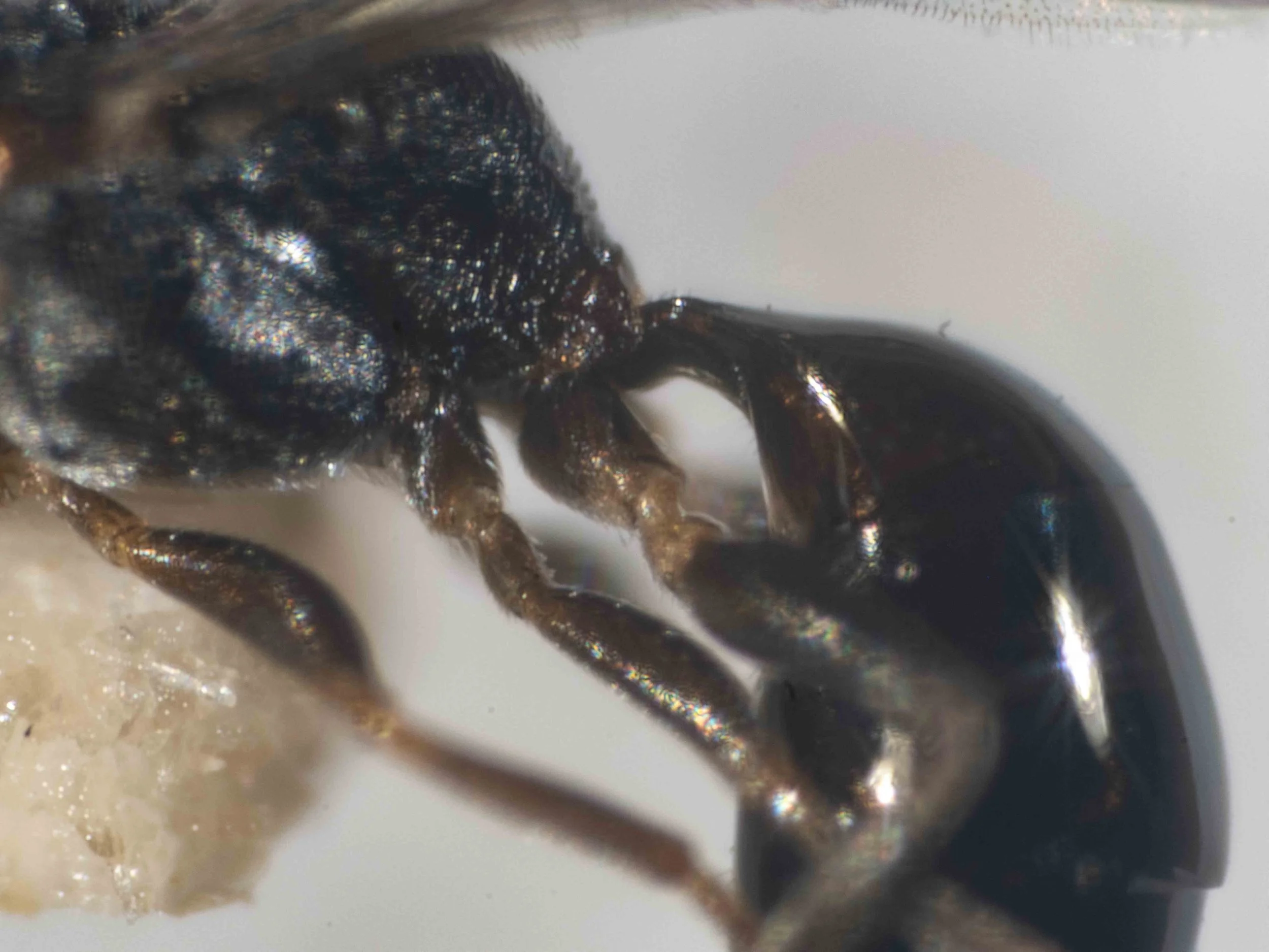  Gaster sub-sessile, the slightly petiolate base of the first segment no longer than wide (check this in ventral view … or consider removing one pair of wings?). 