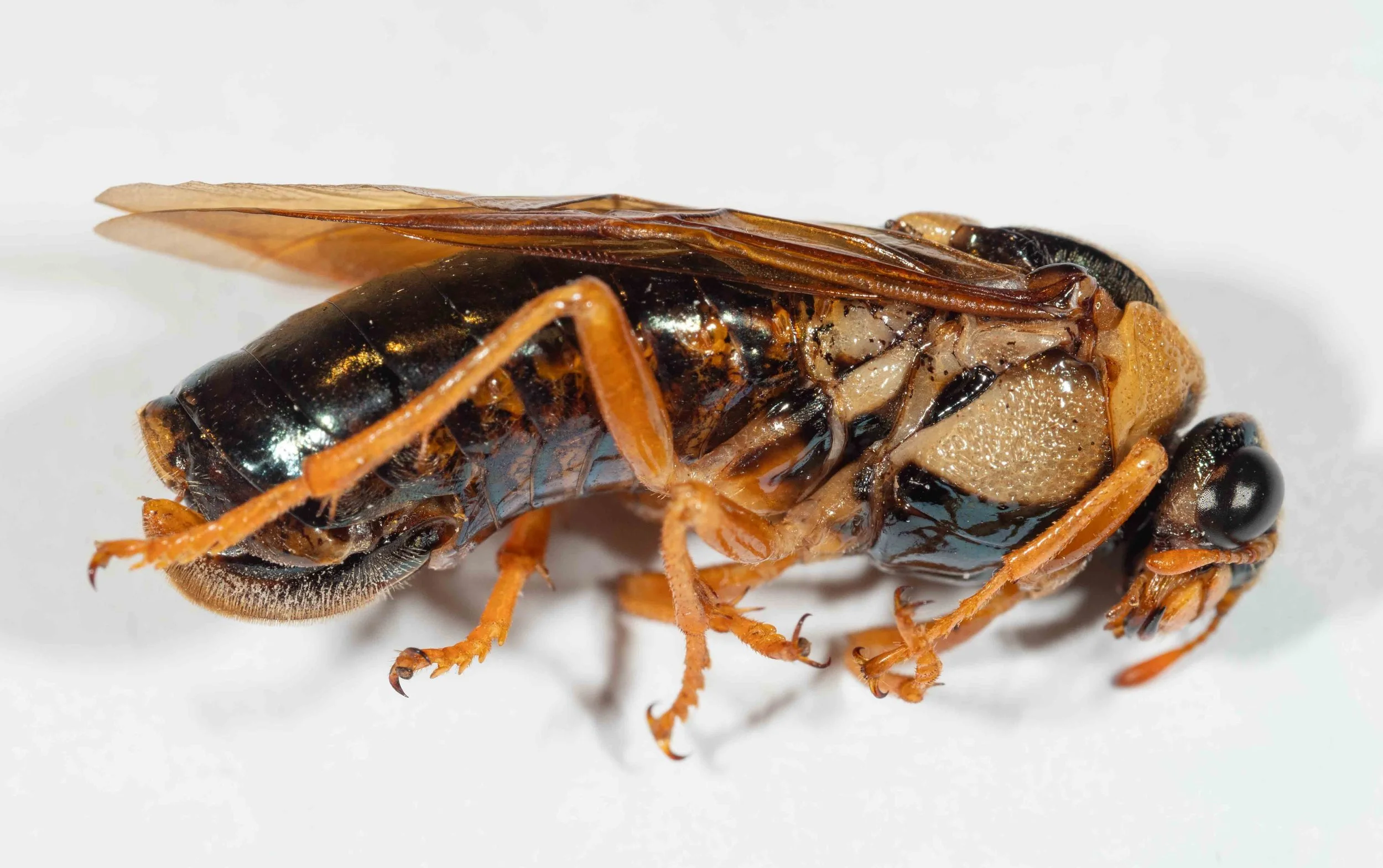  - antennae orange - genae pale orange ventrally, black dorsally, weakly pilose and punctate - clypeus and labrum orange - mandibles orange with black tips - pronotum dark yellow, heavily punctate - mesepisternum yellowish-white dorsally, black ventr