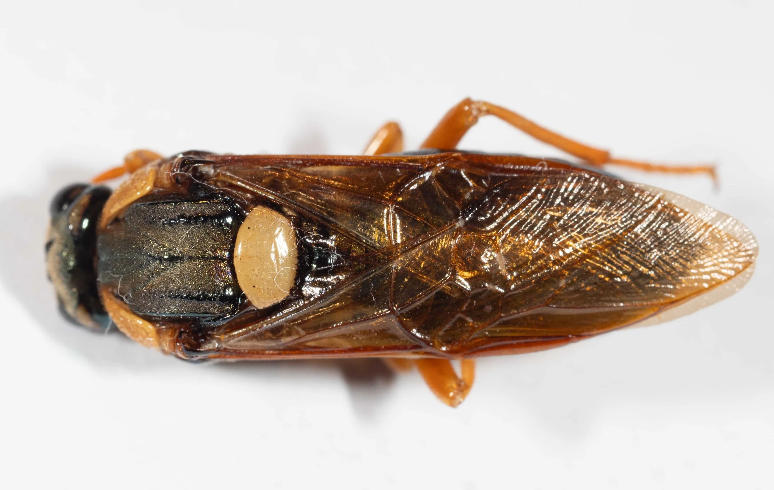  - orange pronotum - mesoscutum black, covered in yellow hairs, long in medial region - smooth, hairless, yellow scutellum, lacking midline furrow, with small transparent chestnut hind lobes - dorsum of abdomen shining black - forewings pale brown hy