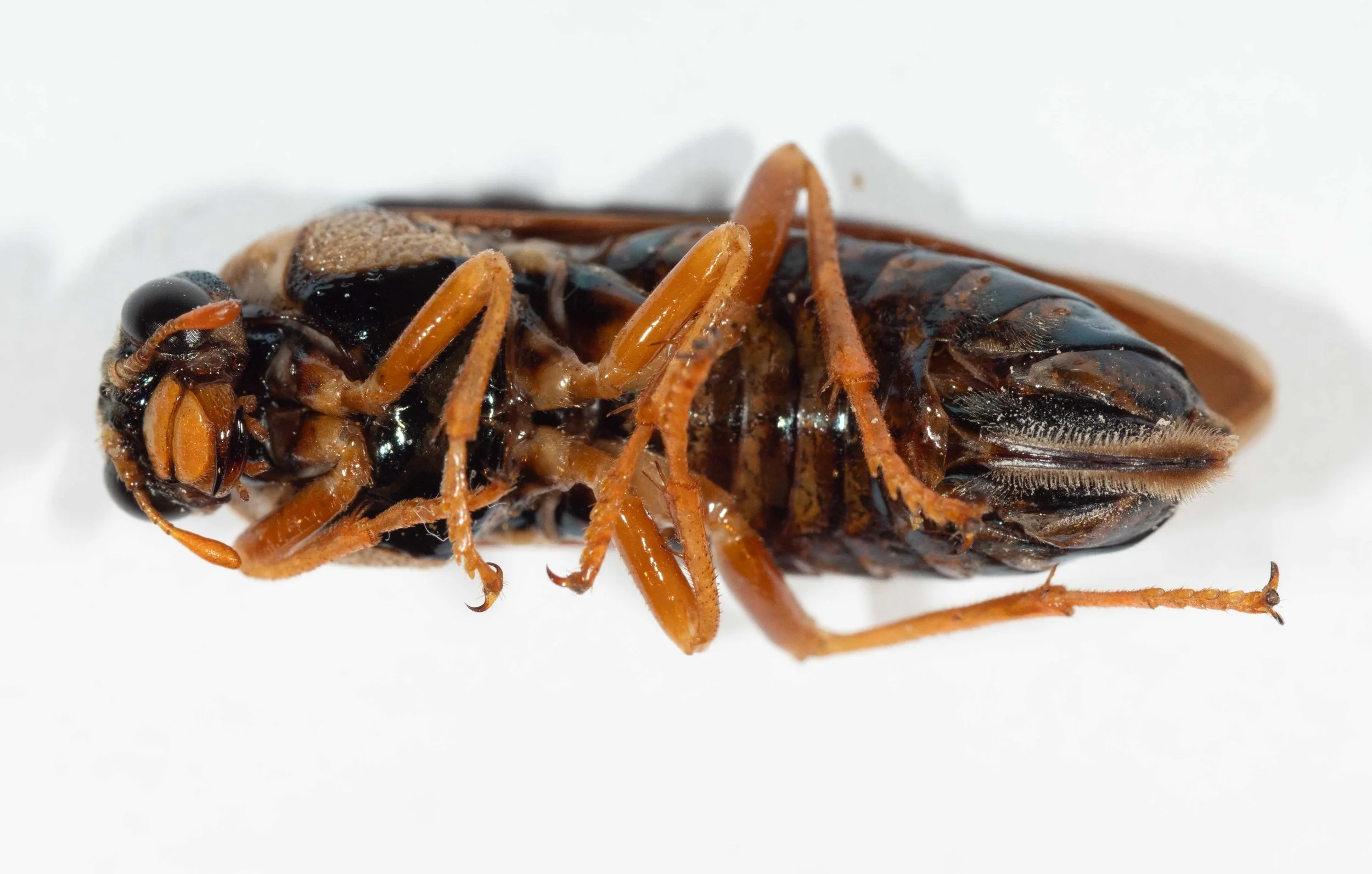  - antennal flagellum, scape and pedicel orange - inner orbits black, genae pale orange ventrally, black dorsally, weakly punctated, weakly pilose - clypeus, labrum, palpi and mandibles orange (tips black) - mesosternum, lateral folds of terga shinin