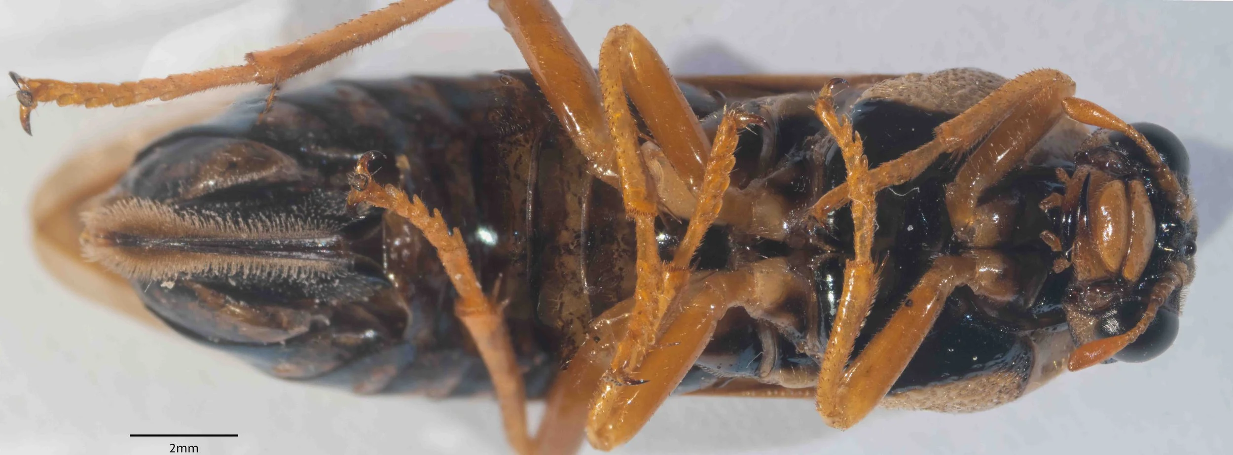  - body length 21.1mm - antennal flagellum, scape and pedicel orange - inner orbits black, genae pale orange ventrally, black dorsally, strongly punctated - clypeus, labrum and palpi orange - mesosternum, lateral folds of terga shining black, venter 