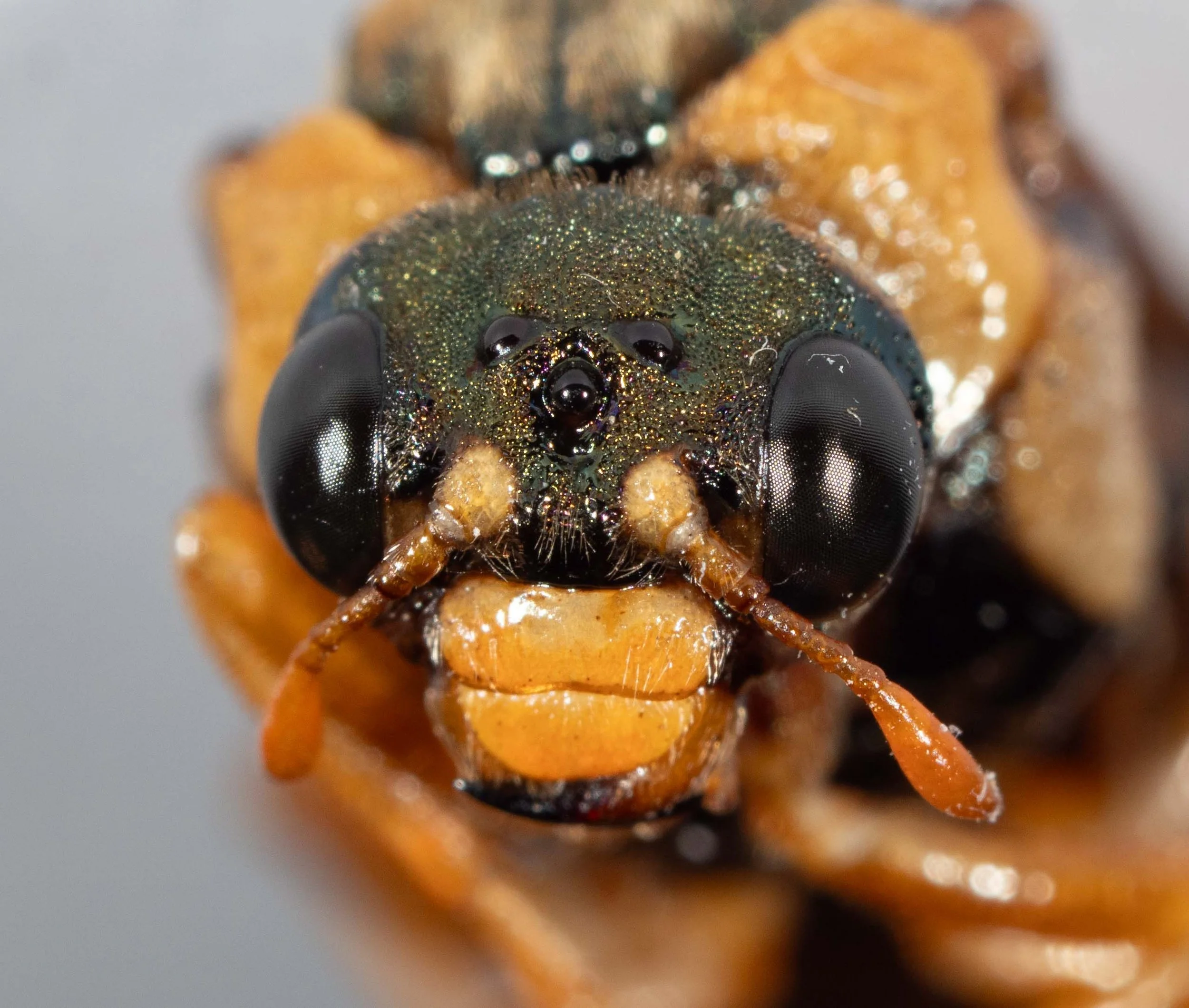  - vertex, face, inner orbits greenish black, heavily punctate, pilose - antennal tubercles yellow - antenna just longer than closest distance between eyes - scape, pedicel and flagellum orange - clypeus, labrum orange - POL/OOL=0.9 