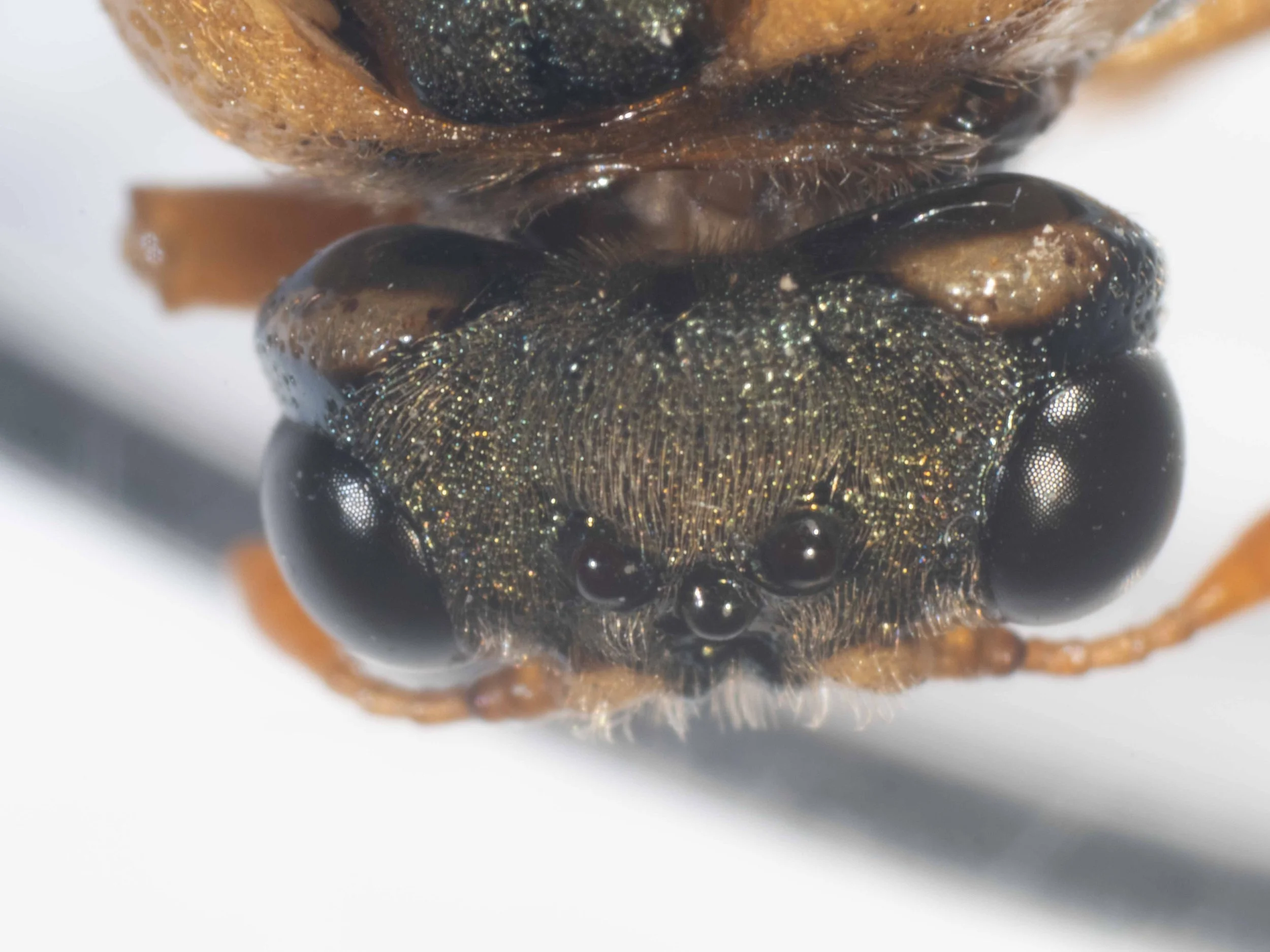  - vertex black, heavily punctate, strongly pilose with long pale yellow hairs - pale yellow patch at lateral vertex/occiput border - genae black, sparsely punctate, glabrous - POL/OOL =0.9 - postocellar region longer than breadth in front, POL about