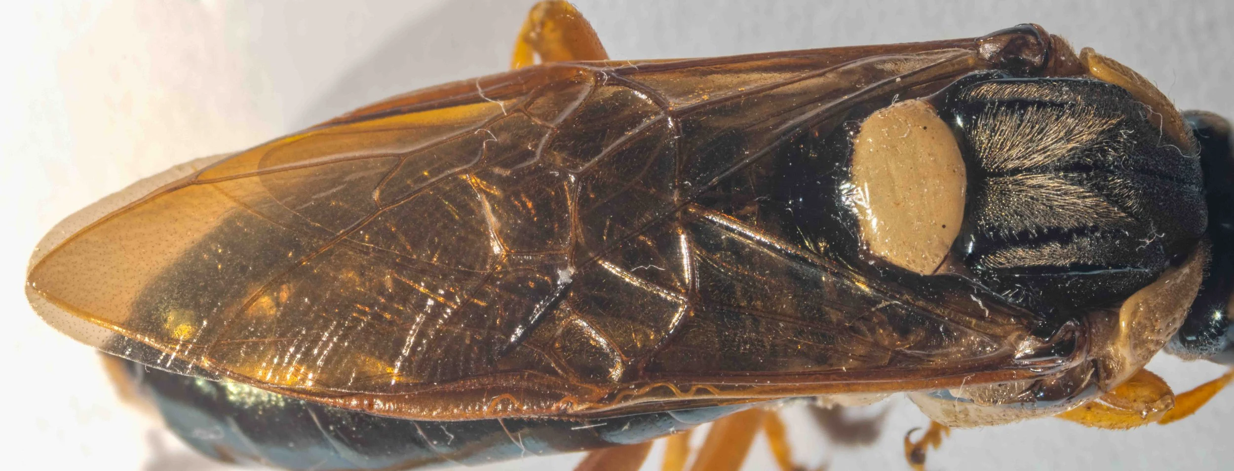  - orange pronotum - mesoscutum black, covered in yellow hairs, long in medial region, strongly punctate - smooth, hairless, yellow scutellum, lacking midline furrow, with small transparent chestnut hind lobes - dorsum of abdomen shining blue black -