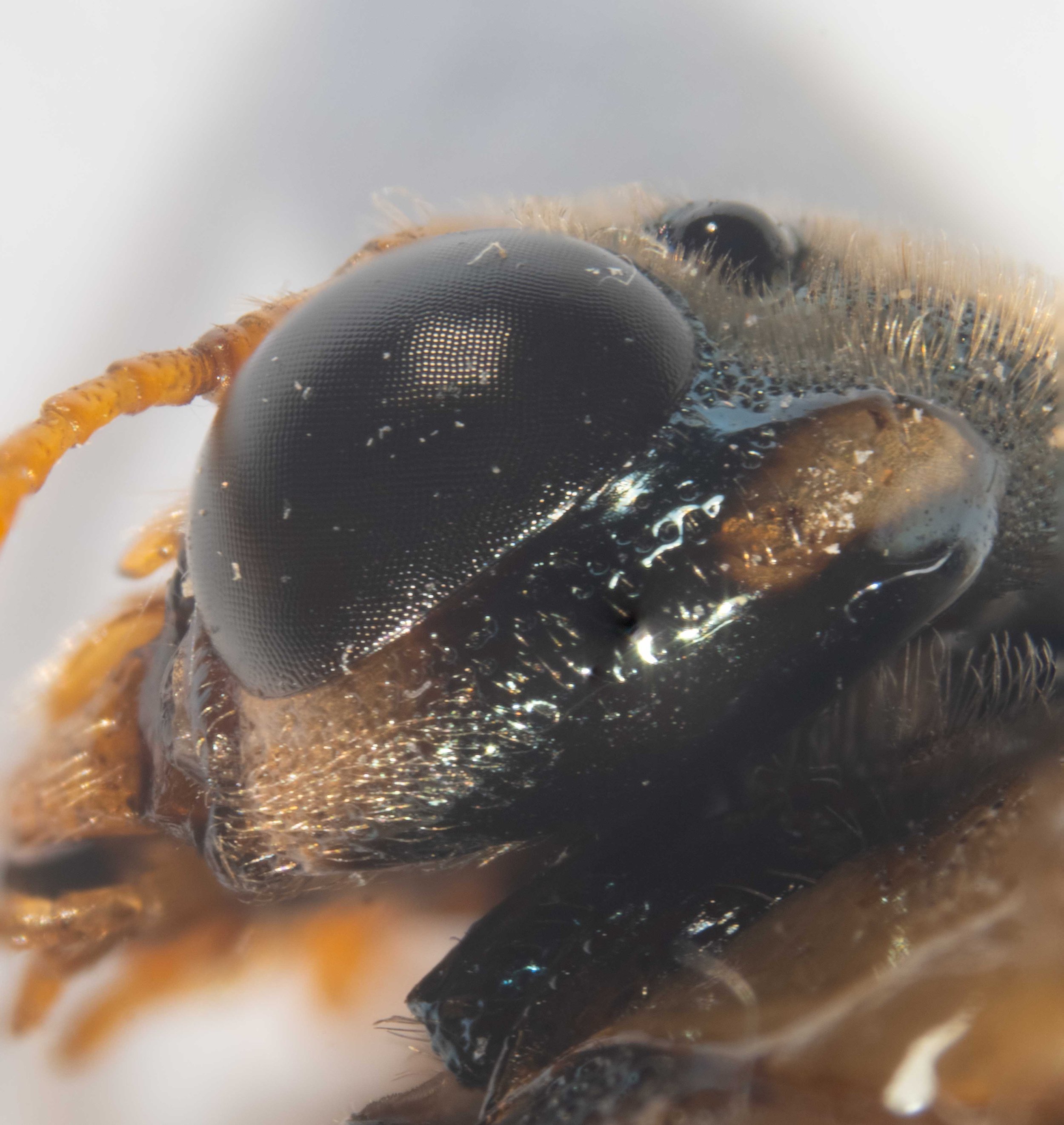  - genae orange ventrally, black dorsally, pilose with short golden hairs, weakly punctate - vertex punctate medially, smooth laterally, pilose with upright golden hairs - yellow patch at vertex/occiput border 