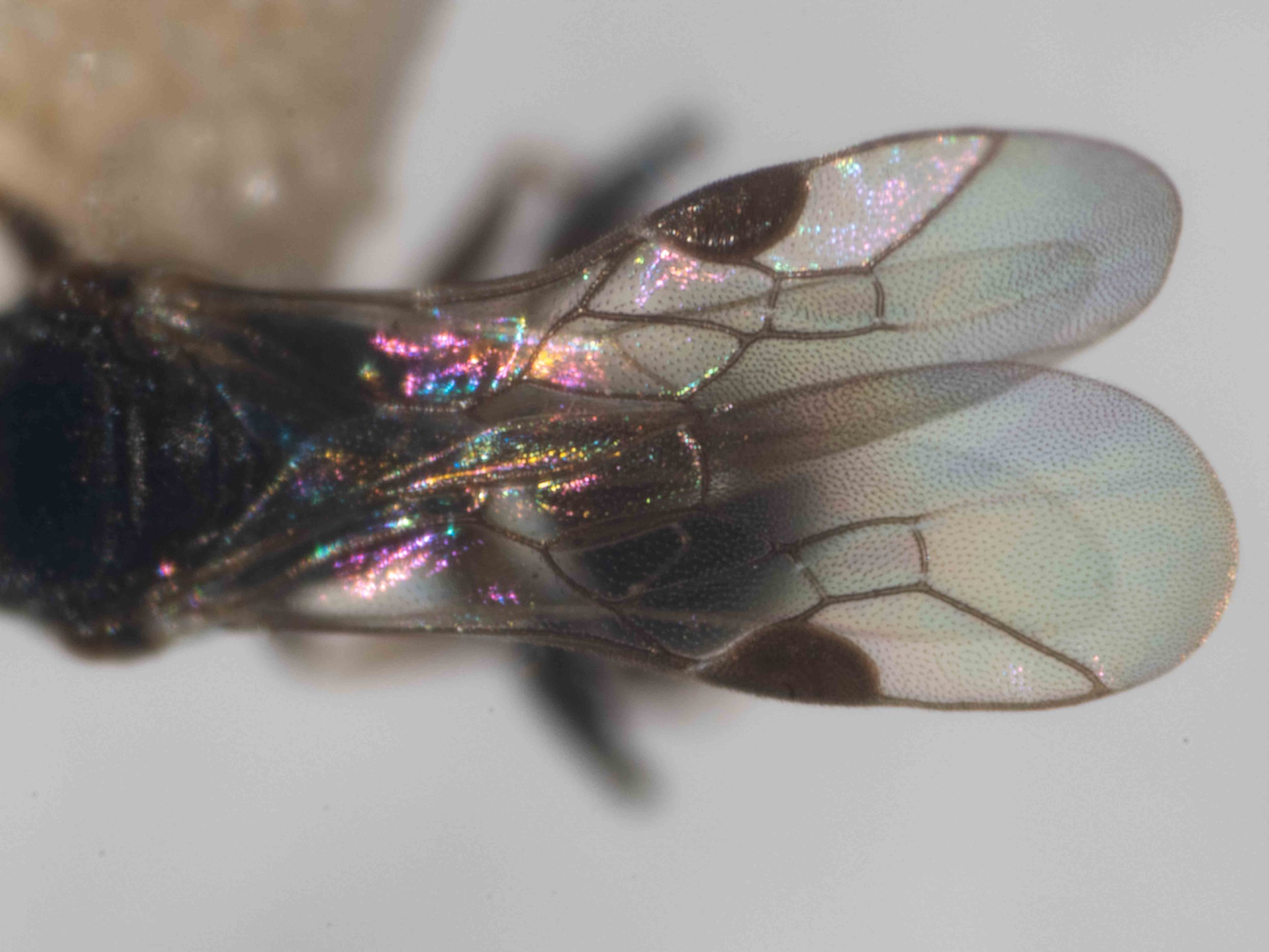 2 submarginal cells; enlarged stigma