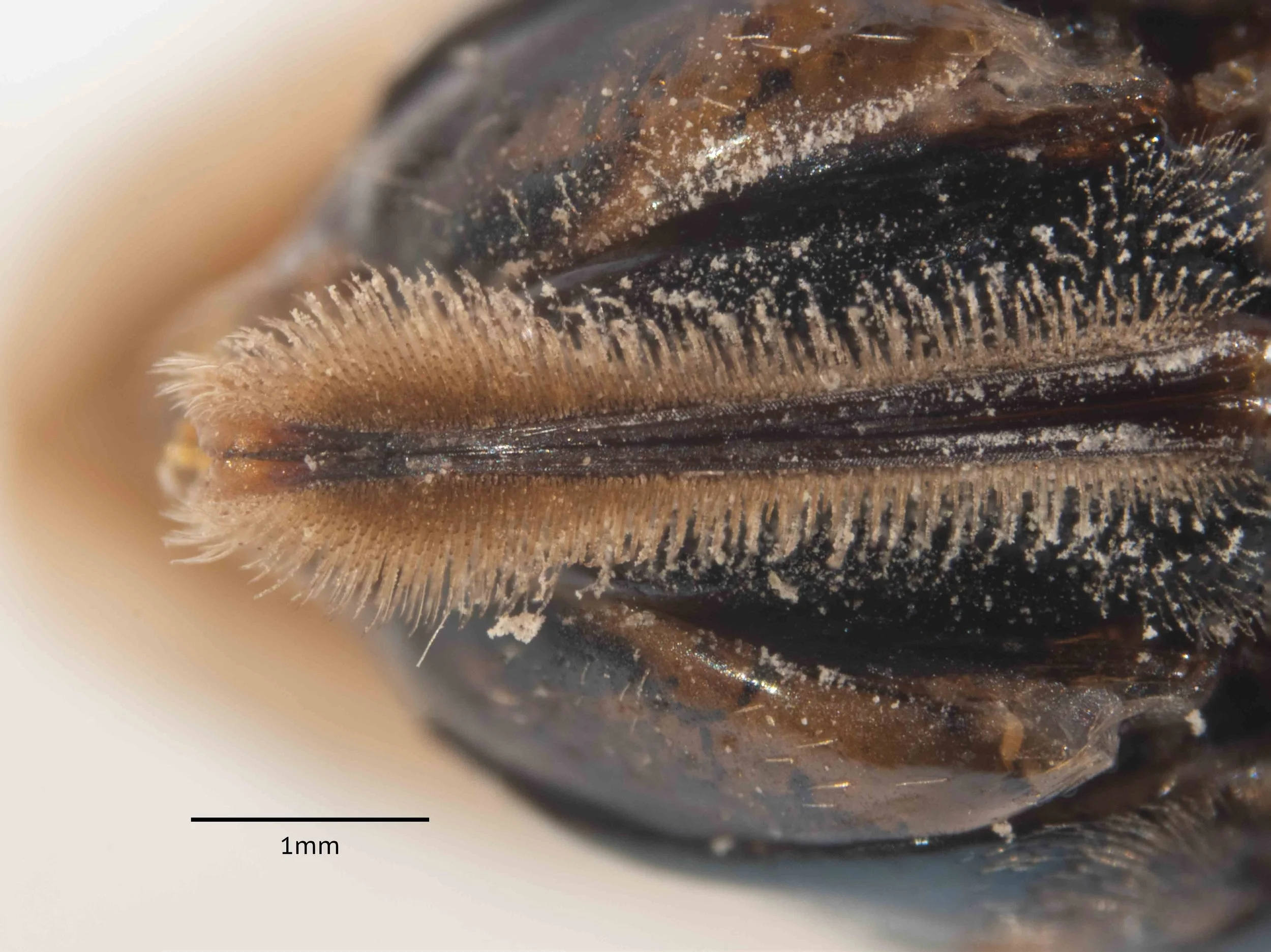   sawsheath ventral view  - sawsheath hairs (bristles) closely spaced, curved but tip not spooned 