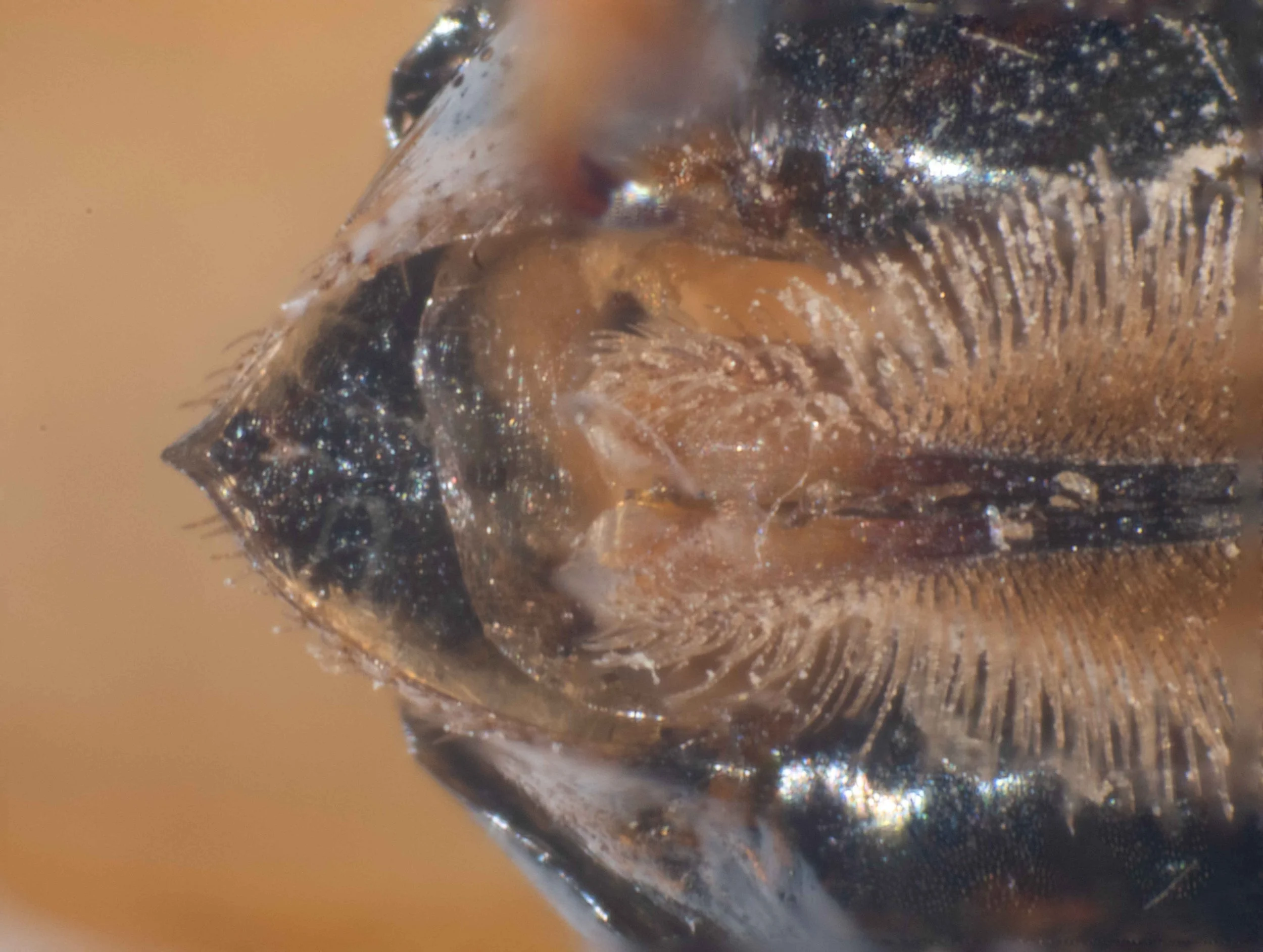  - apices of sawsheath diverge 