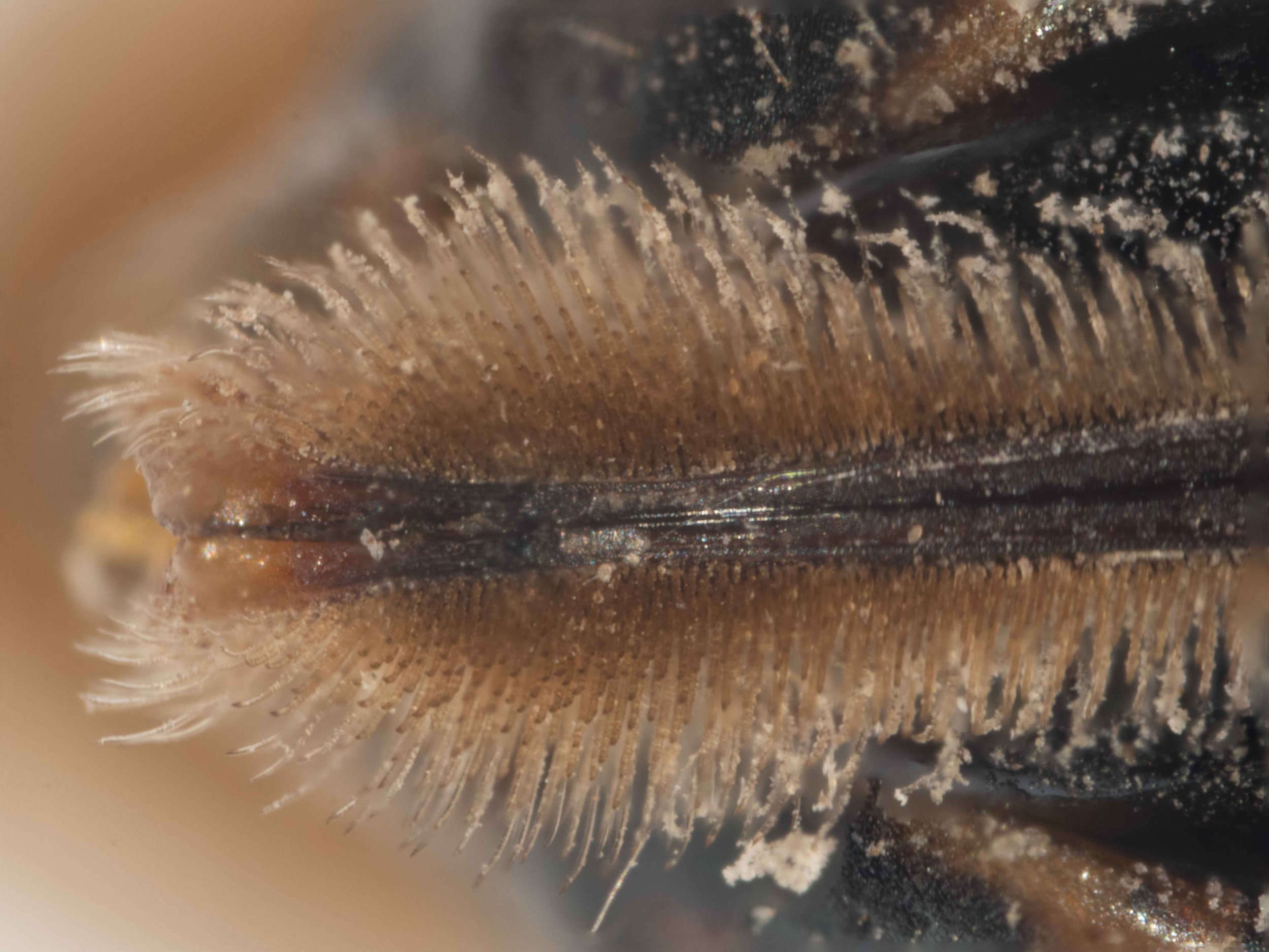  - sawbench long and thin, striae indistinct - serrated margin of sawsheath evident 