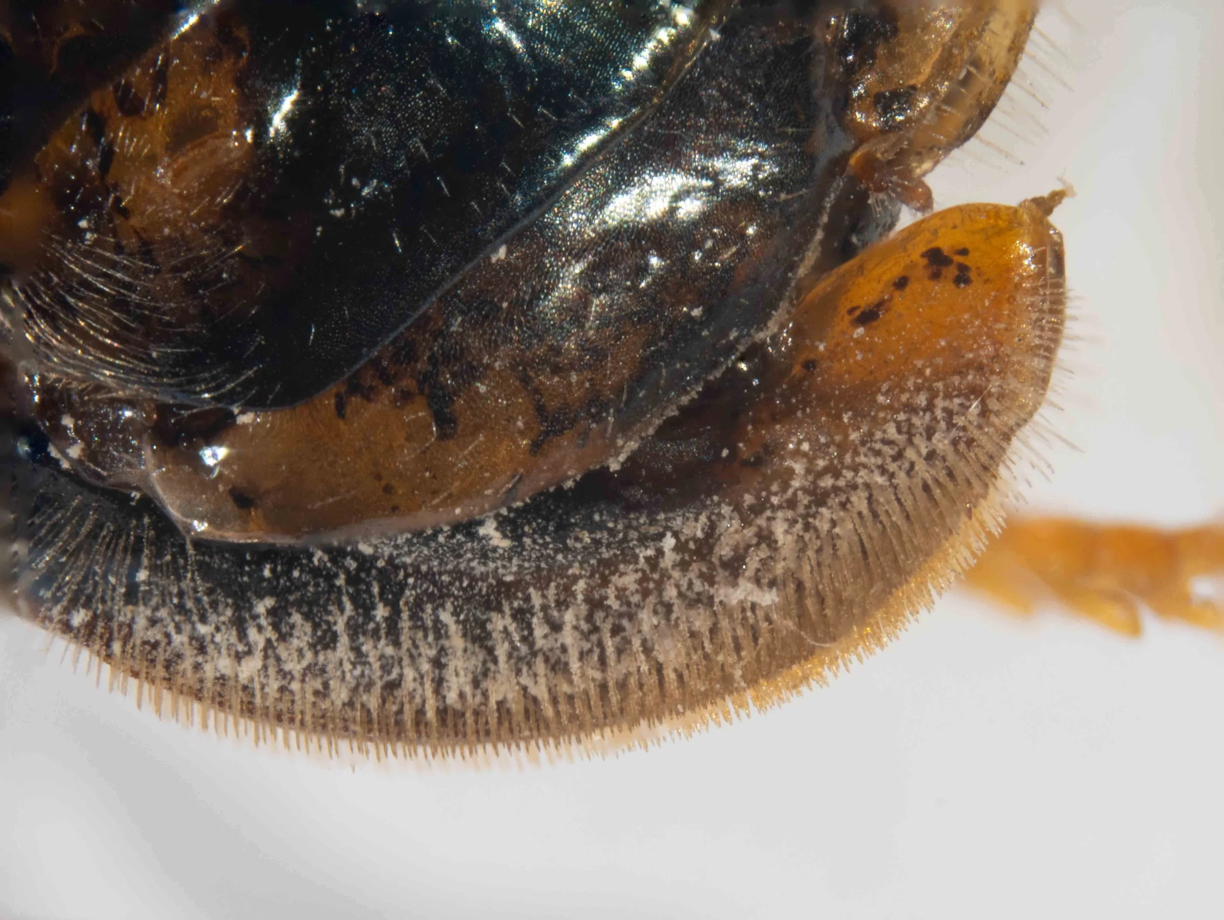   sawsheath - lateral view  - sawsheath hairs (bristles) closely spaced 