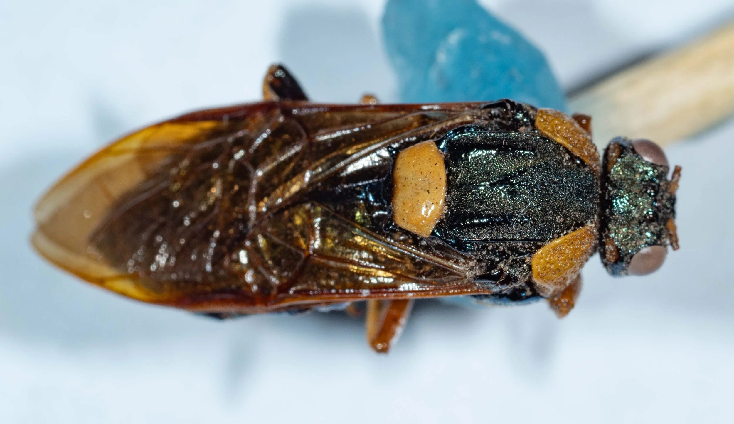  - head black, lateral orange patches at border of vertex and occiput - orange pronotum - mesoscutum black, densely punctured - smooth, hairless, yellow scutellum, lacking midline furrow, with small black hind lobes - forewings pale brown hyaline 