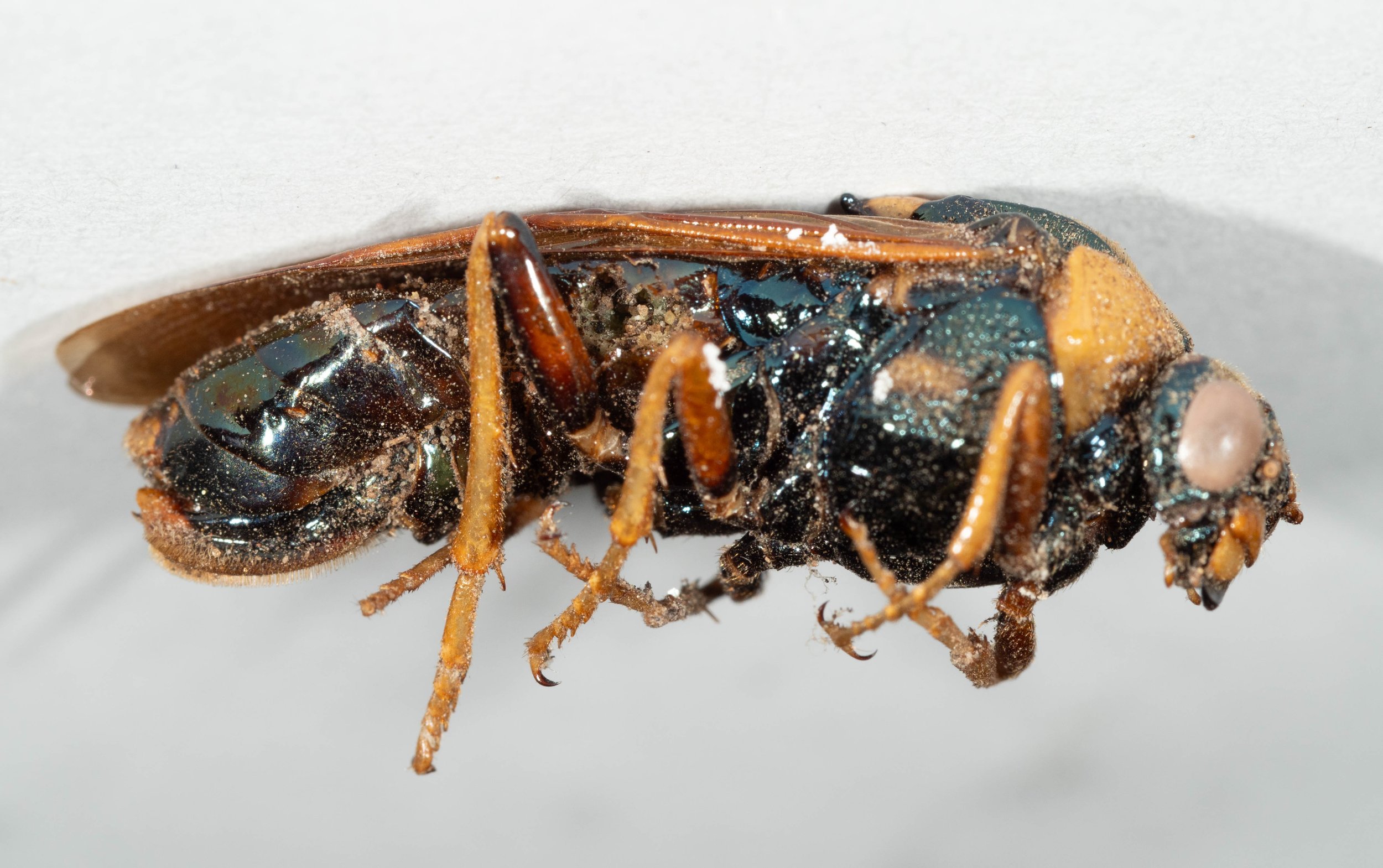  - genae all black - clypeus, labrum and palpi orange - pronotum dark yellow, moderately heavily punctate - mesepisternum black with ventral orange patch, heavily punctate - mesepimeron, metepimeron and metepisternum black - mesosternum shiny black -