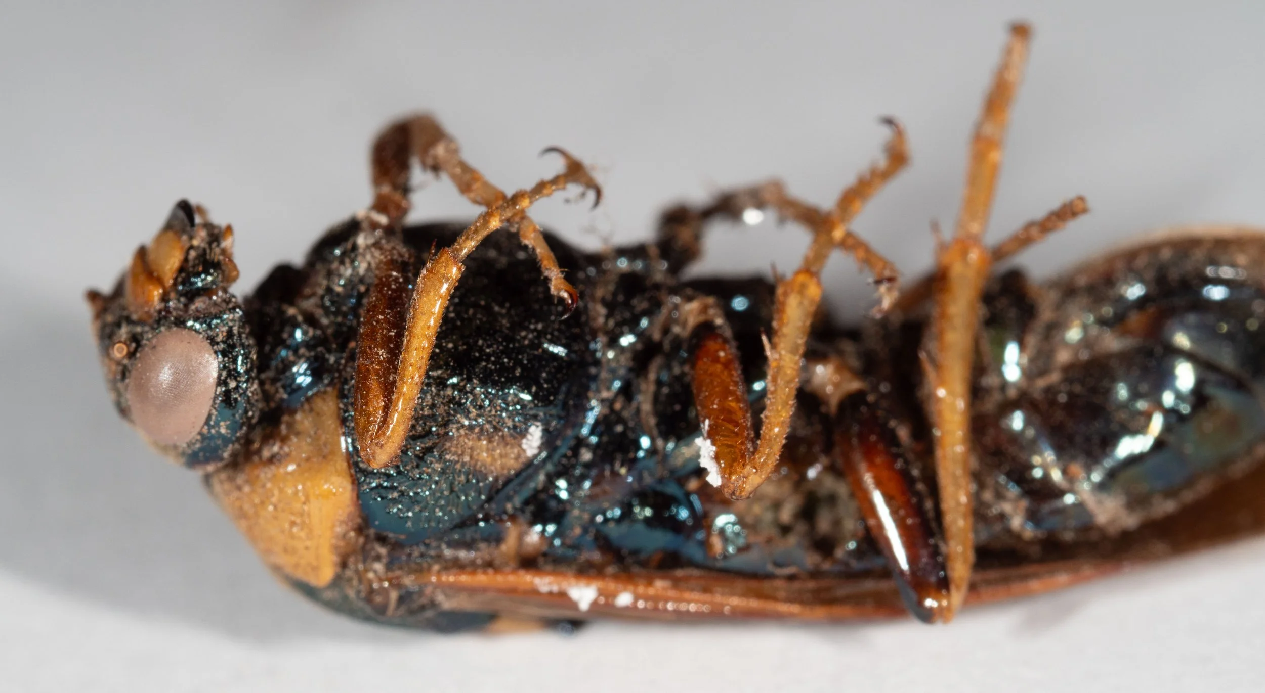  - genae all black - clypeus, labrum and palpi orange - mandibles black - pronotum dark yellow, moderately heavily punctate - mesepisternum black with ventral orange patch, heavily punctate, pilose ventrally - mesepimeron, metepimeron and metepistern