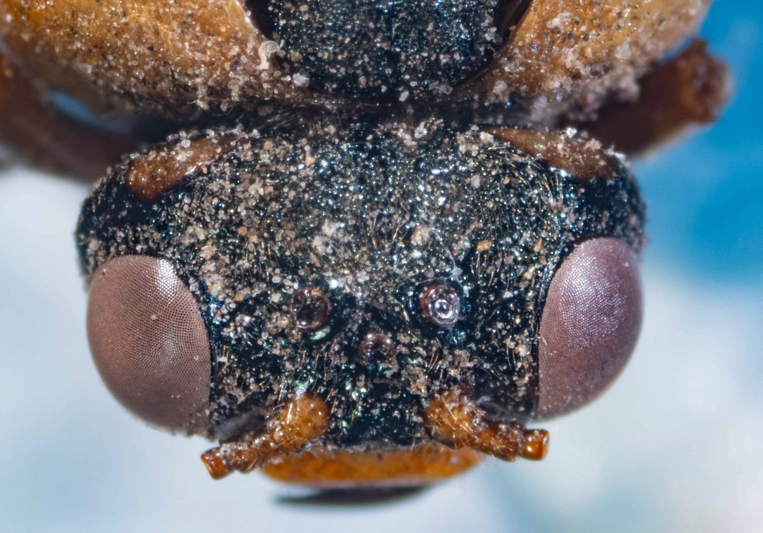  - vertex black, heavily punctured, densely pilose with golden recumbent hairs - orange lateral patches at border of vertex and occiput - antennal tubercles, scape and pedicel orange - POL/OOL = 1.0 - postocellar region longer than breadth in front, 