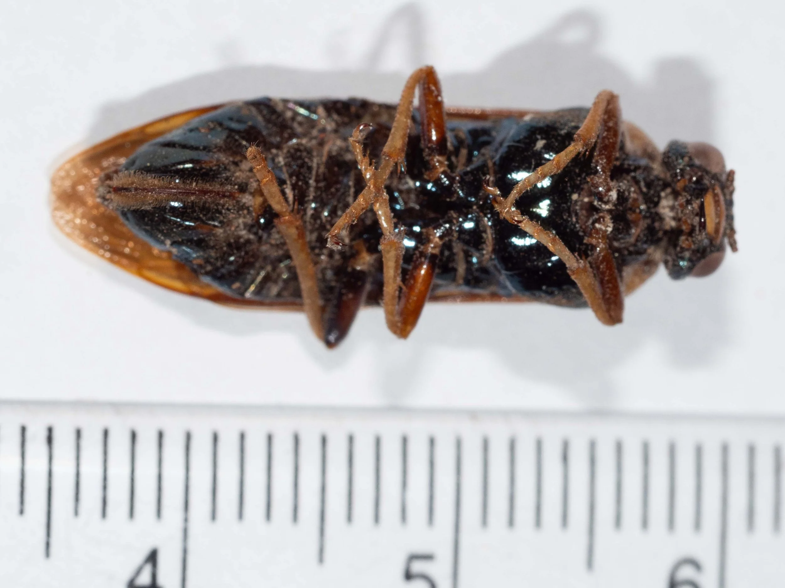  - body length 24.5mm  