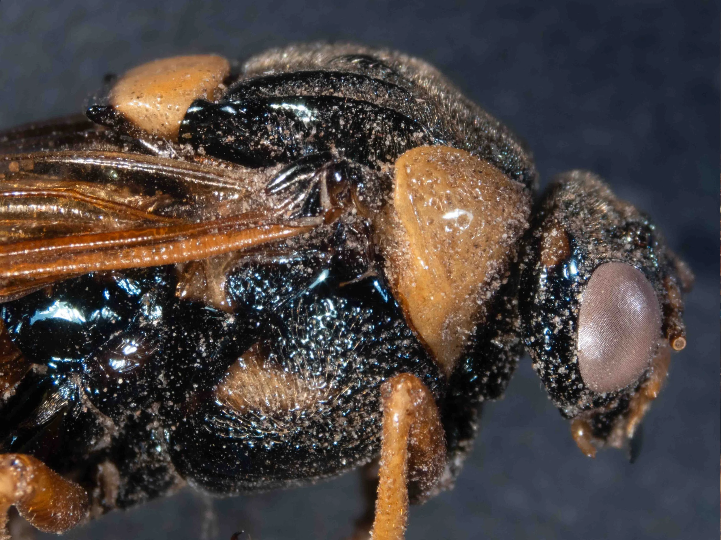  - genae all black - pronotum dark yellow, moderately heavily punctate - mesepisternum black with ventral orange patch, heavily punctate, pilose ventrally - mesepimeron, metepimeron and metepisternum black 