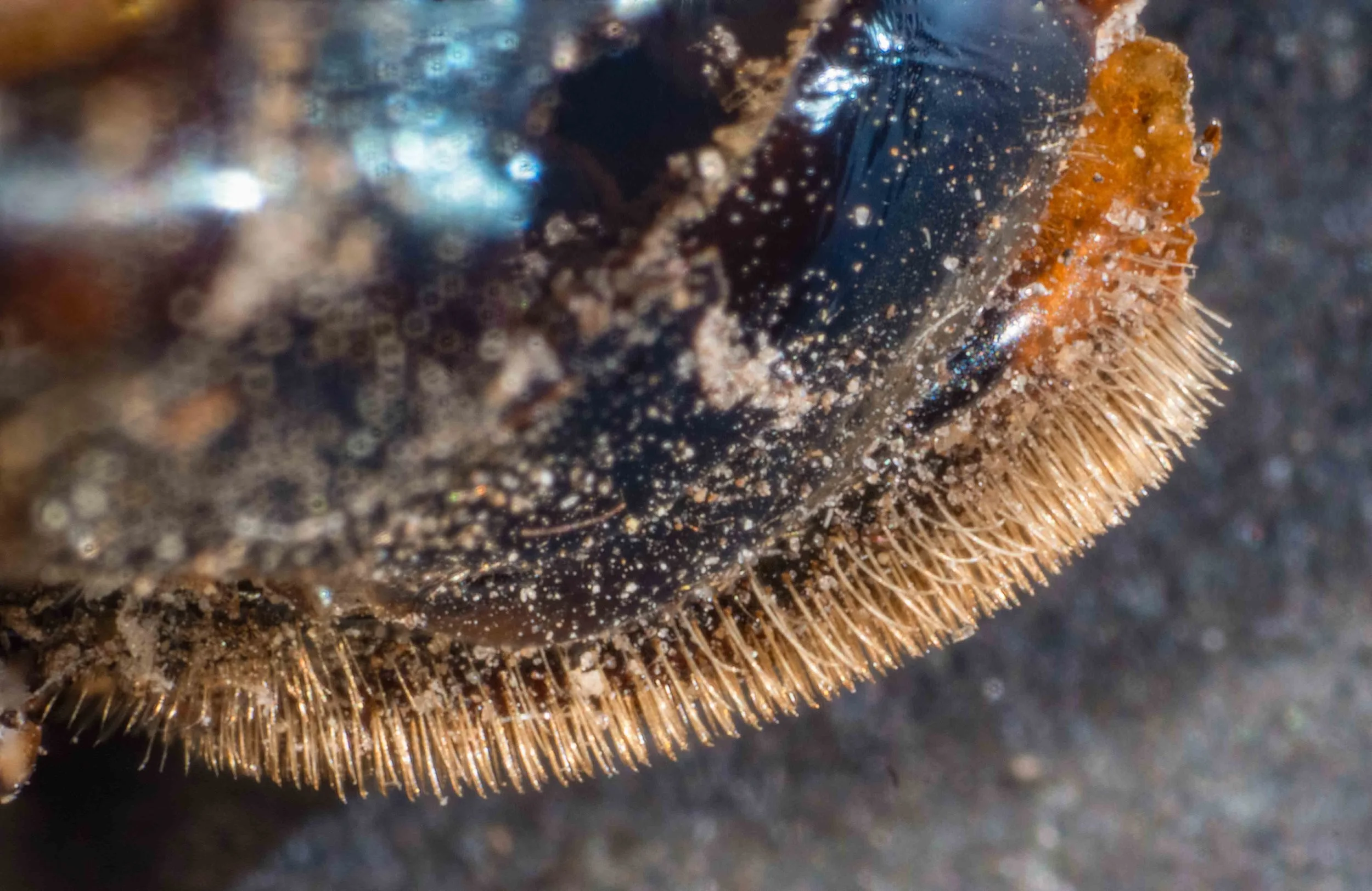   lateral view of sawsheath  - sawsheath hairs (bristles) closely spaced, straight or curved, tip not spooned 