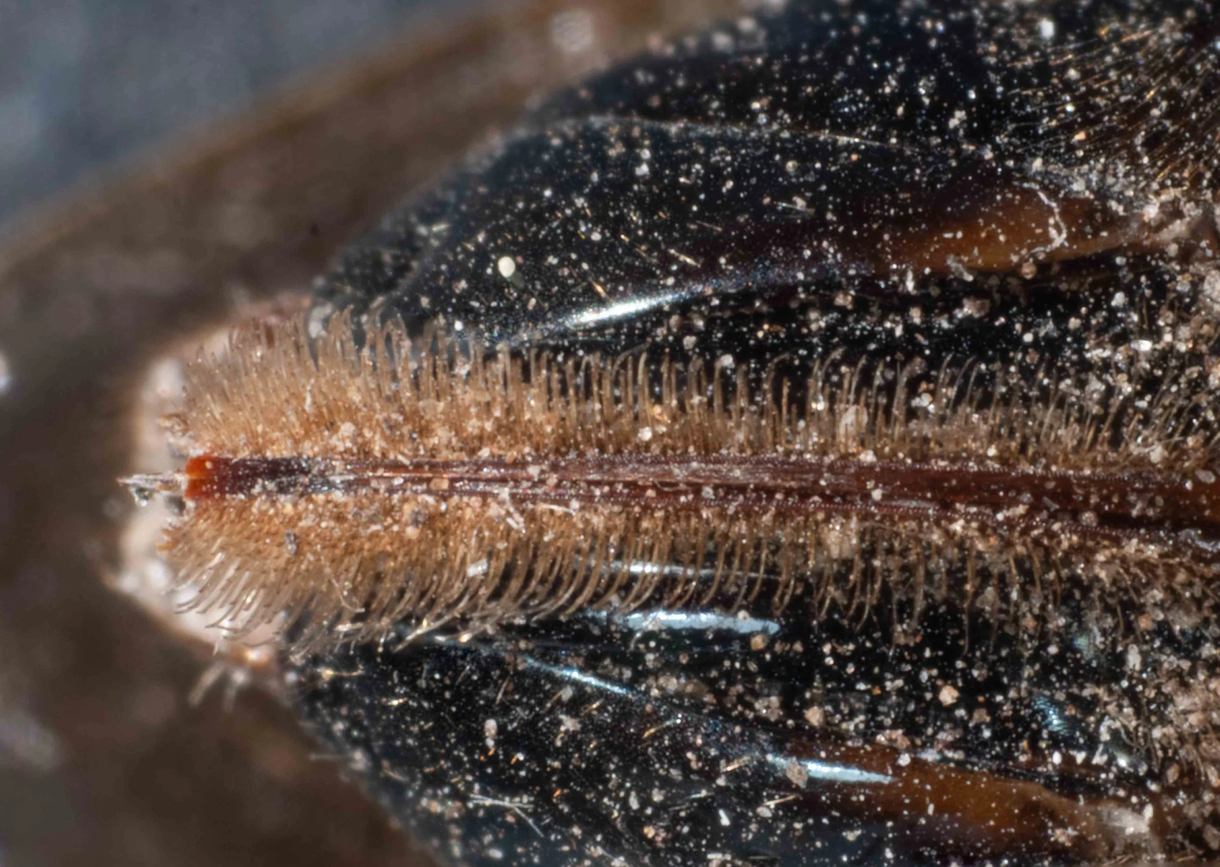  ventral view of sawsheath - sawsheath hairs densely spaced - sawsheath hairs straight or curved, tip not spooned - sawbench long and thin, striae barely evident - serrated margin of sawsheath visible 