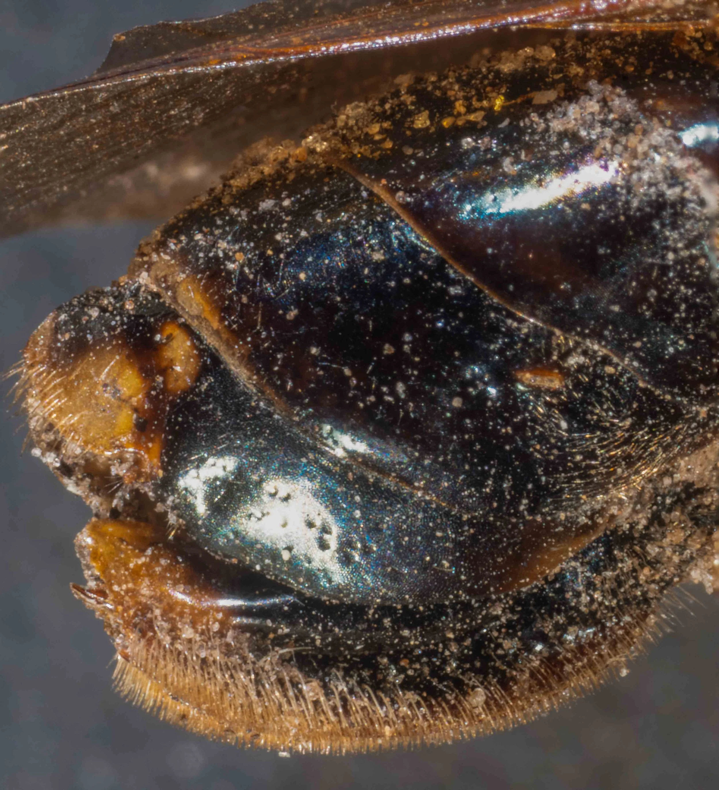   lateral view of end of abdomen  - lateral folds of terga shiny black, unpunctured - abdomen with blackish blue iridescence - sawsheath orange with yellow hairs 