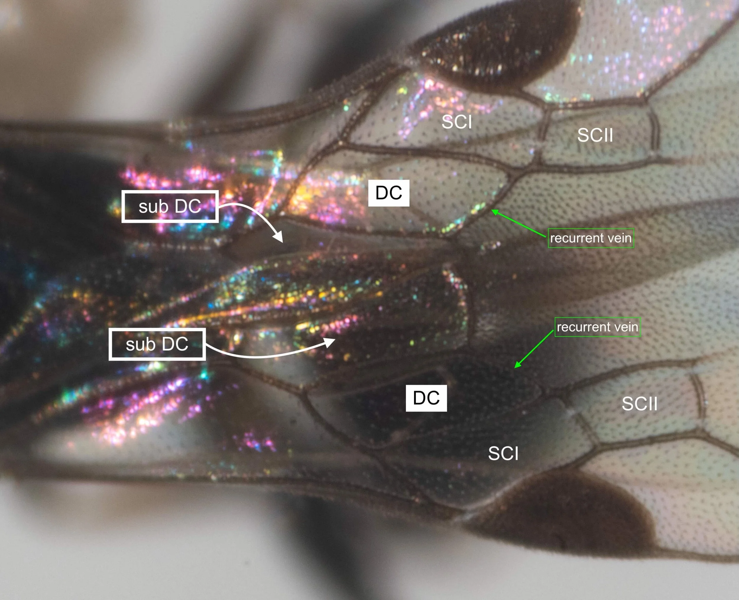 2 discoidal cells; 1 recurrent vein