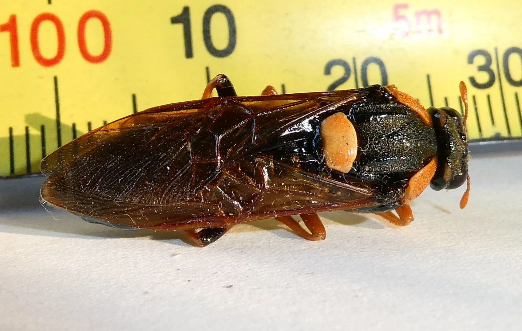   photo taken a few days after eclosion  - body length 26mm  - head black, lateral orange patches at border of vertex and occiput - antennal scape, pedicel and flagellum orange - antennae somewhat longer than distance between insertion points - orang