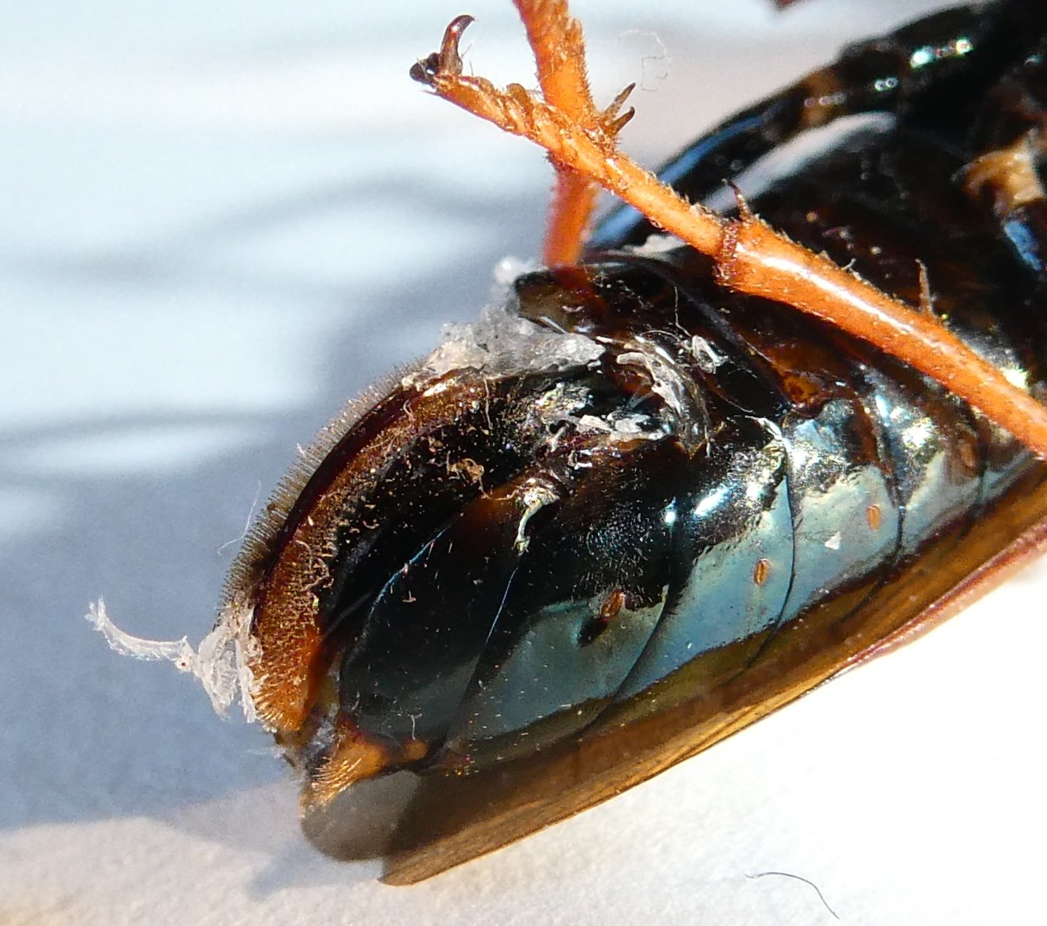   ventral view of end of abdomen (image taken a few days after eclosion)  - lateral folds of terga shiny black, unpunctured - abdomen with blackish blue iridescence - sawsheath orange with yellow hairs 