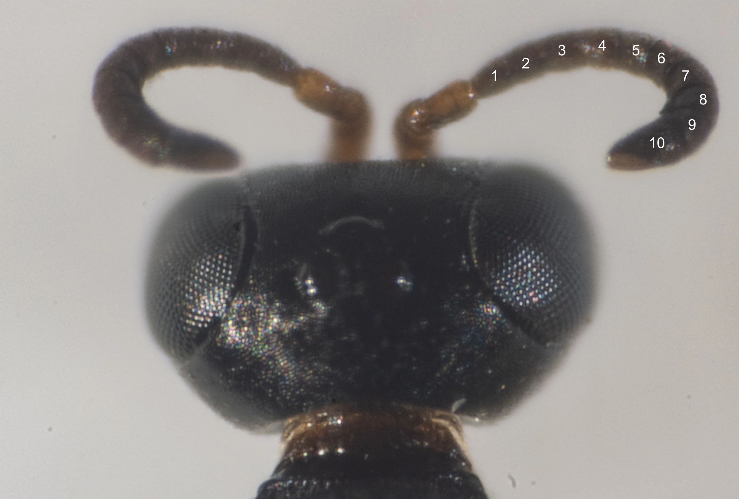 10 flagellar segments