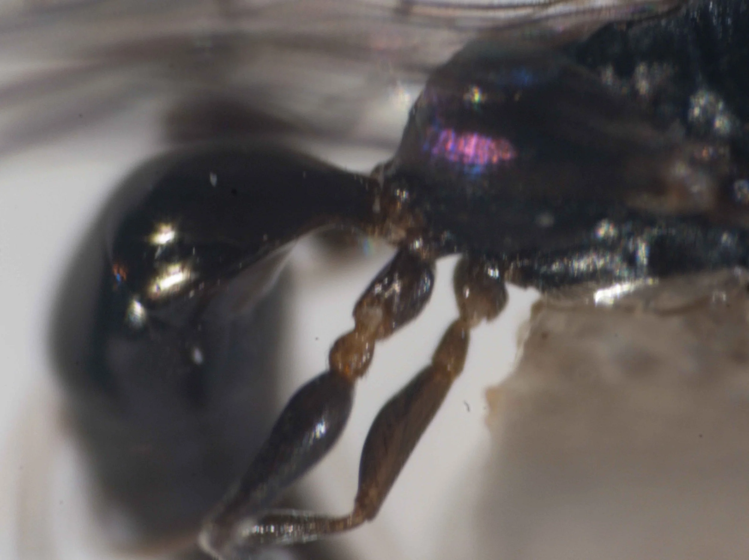 gaster with very short petiole