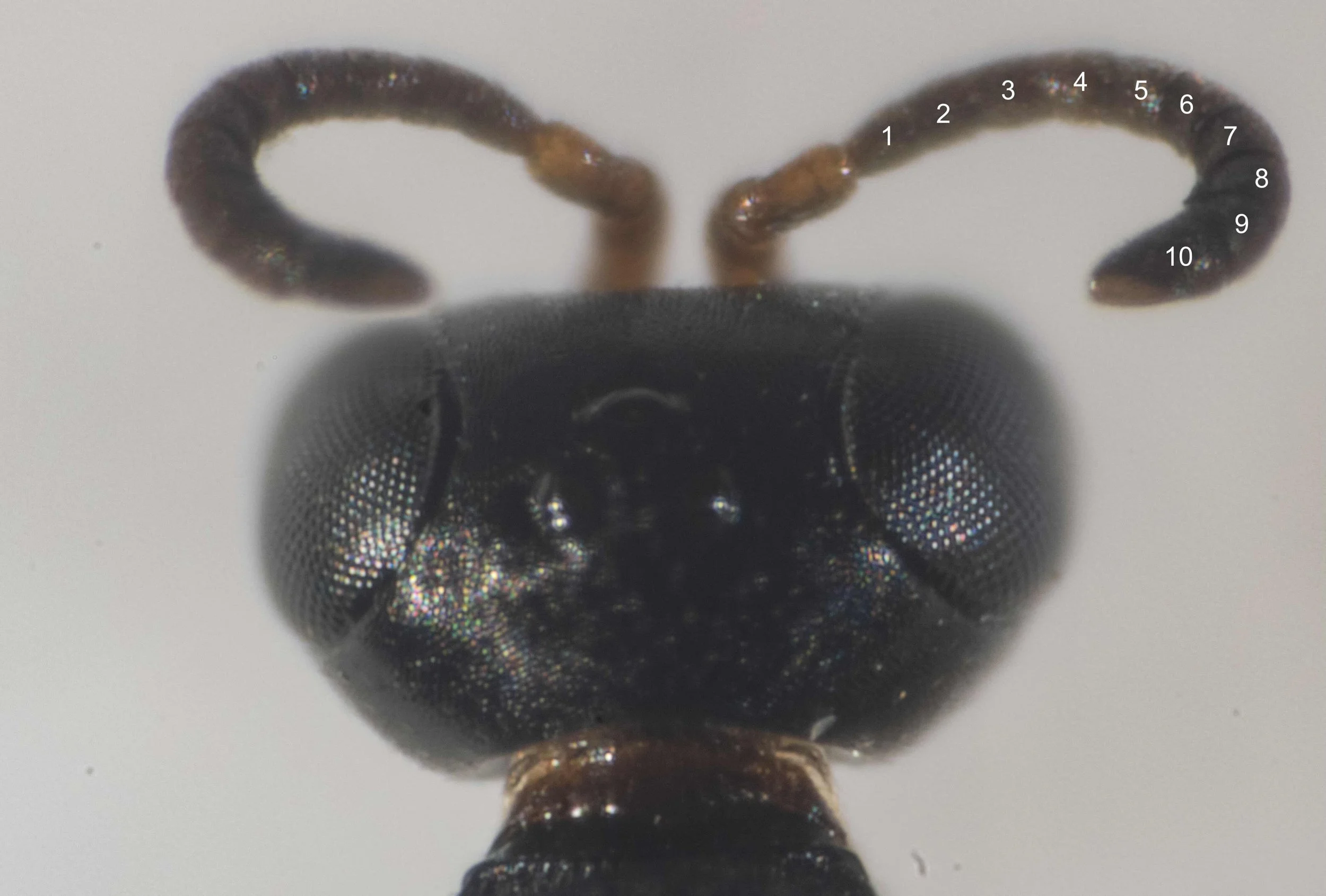 P4060017-Edit copy.jpeg