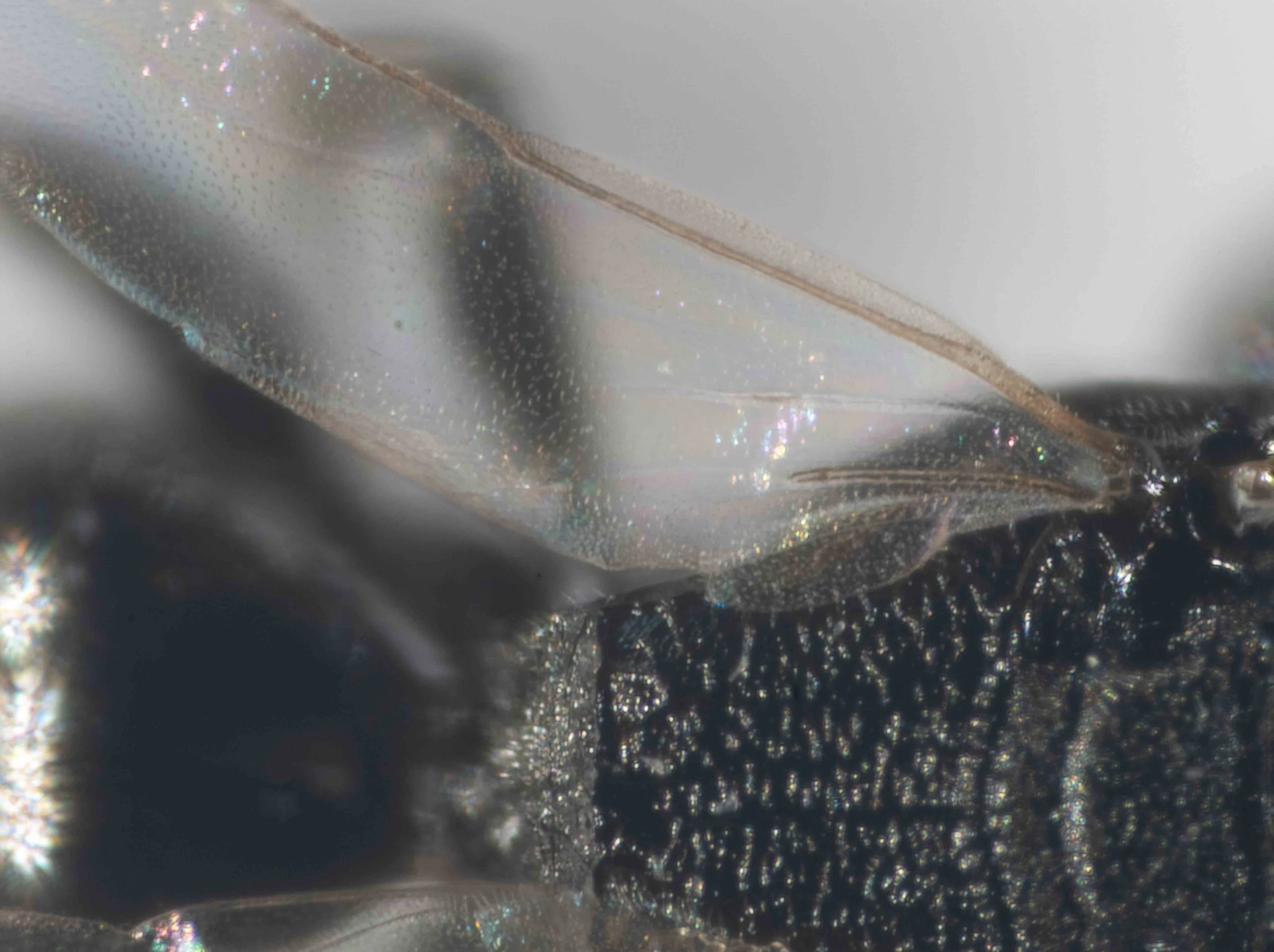 jugal lobe of hindwing