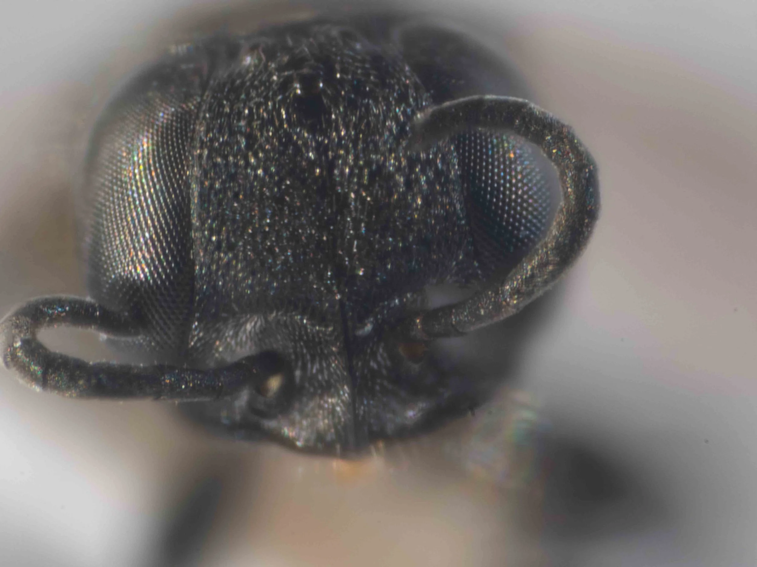 shape of eyes, ocelli & frons