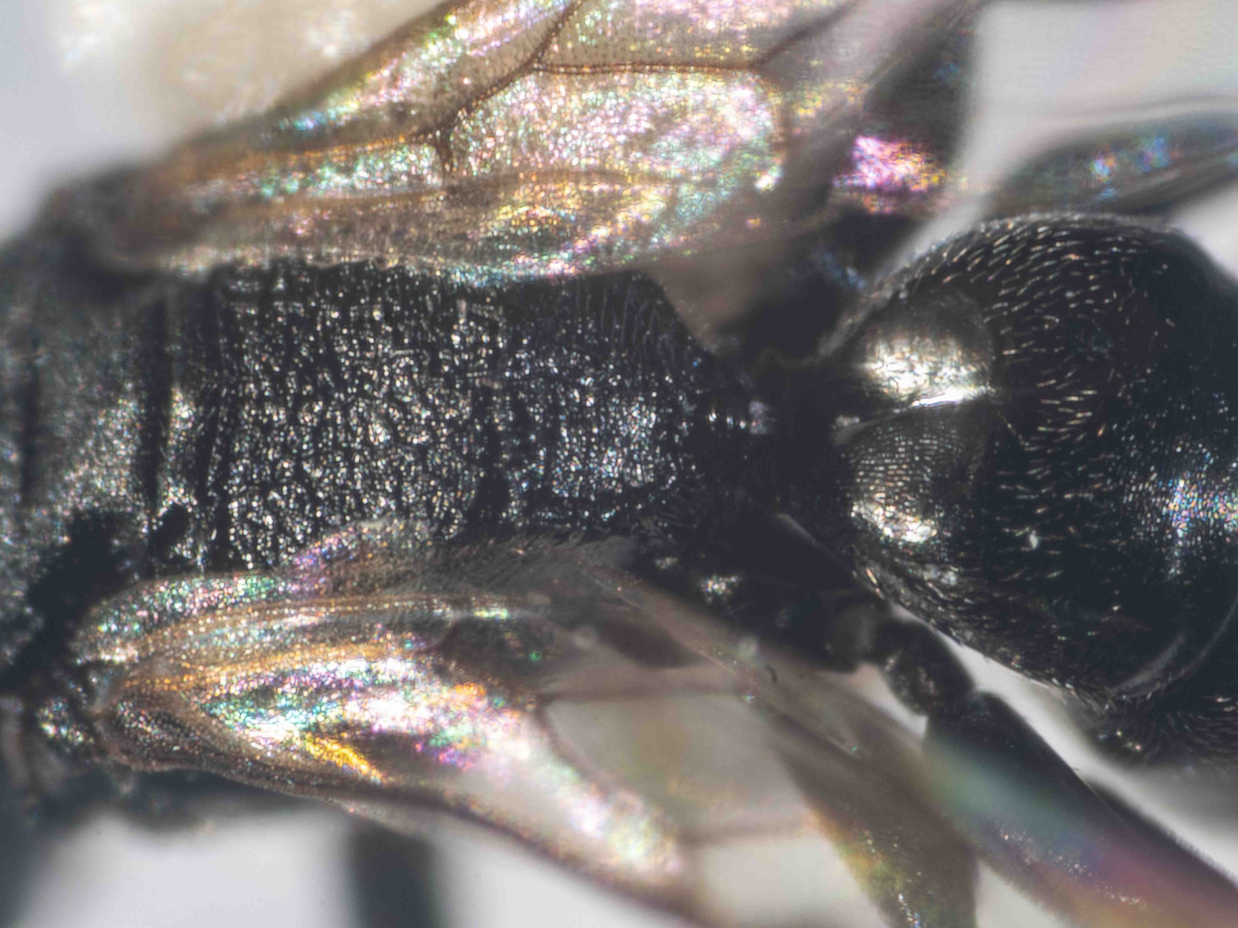 posterior propodeum & first tergite