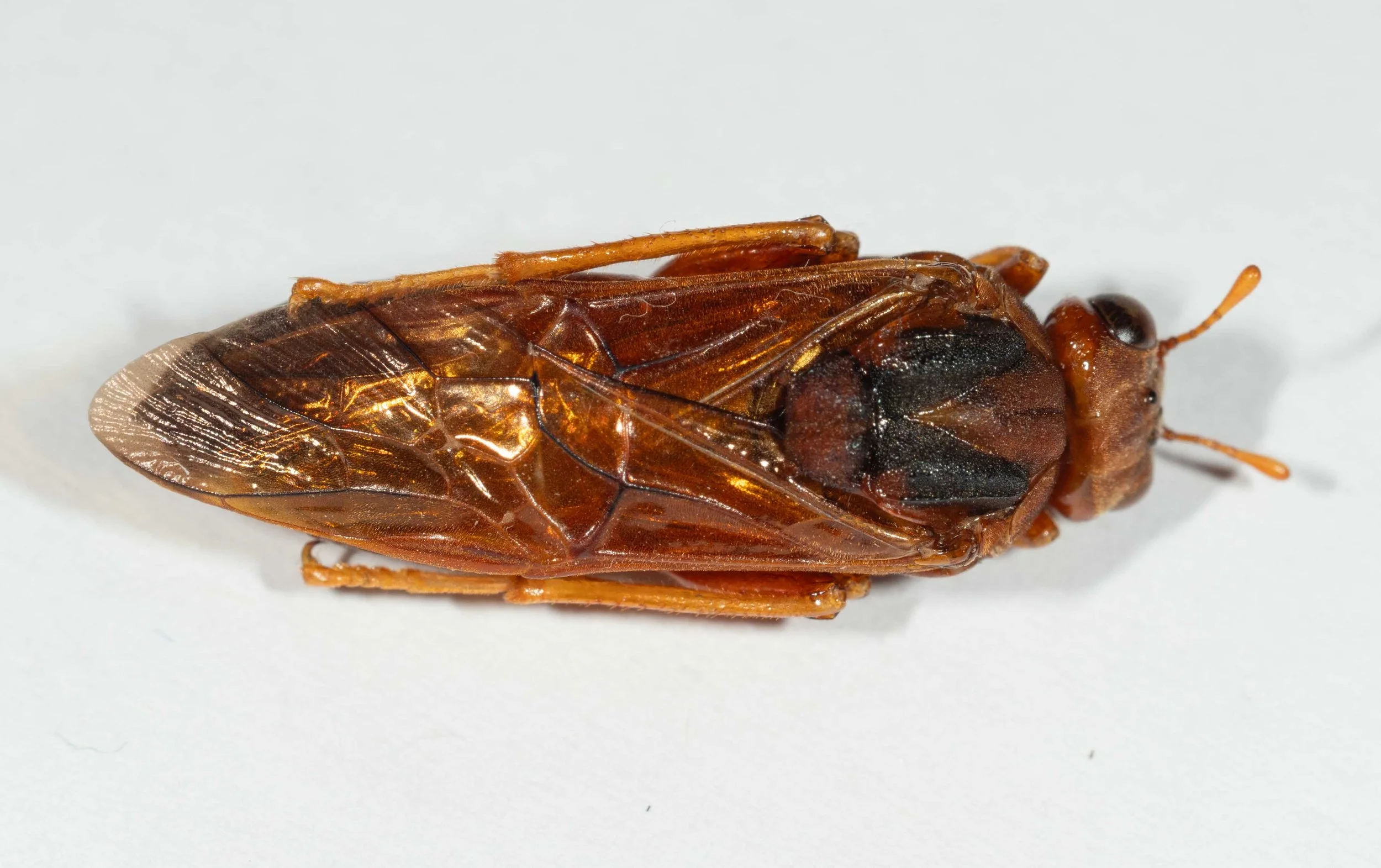 Pergagrapta sp. (PERGINAE) PW107