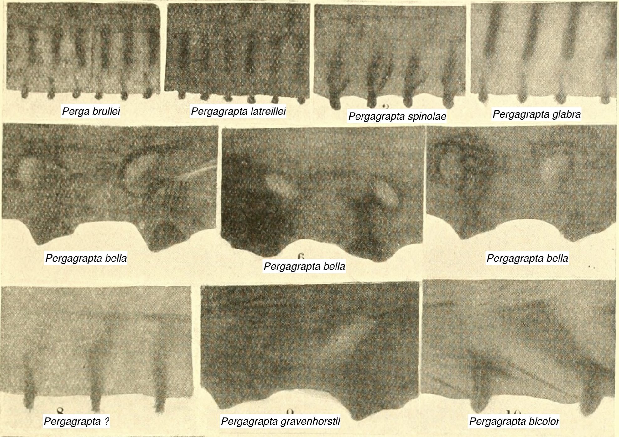 Morice saw photos.jpg