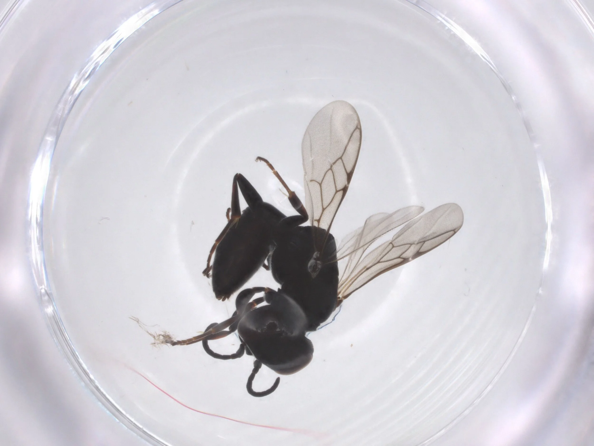 BIN ID: BOLD:AGR7483 (Sydney, NSW. 2024)