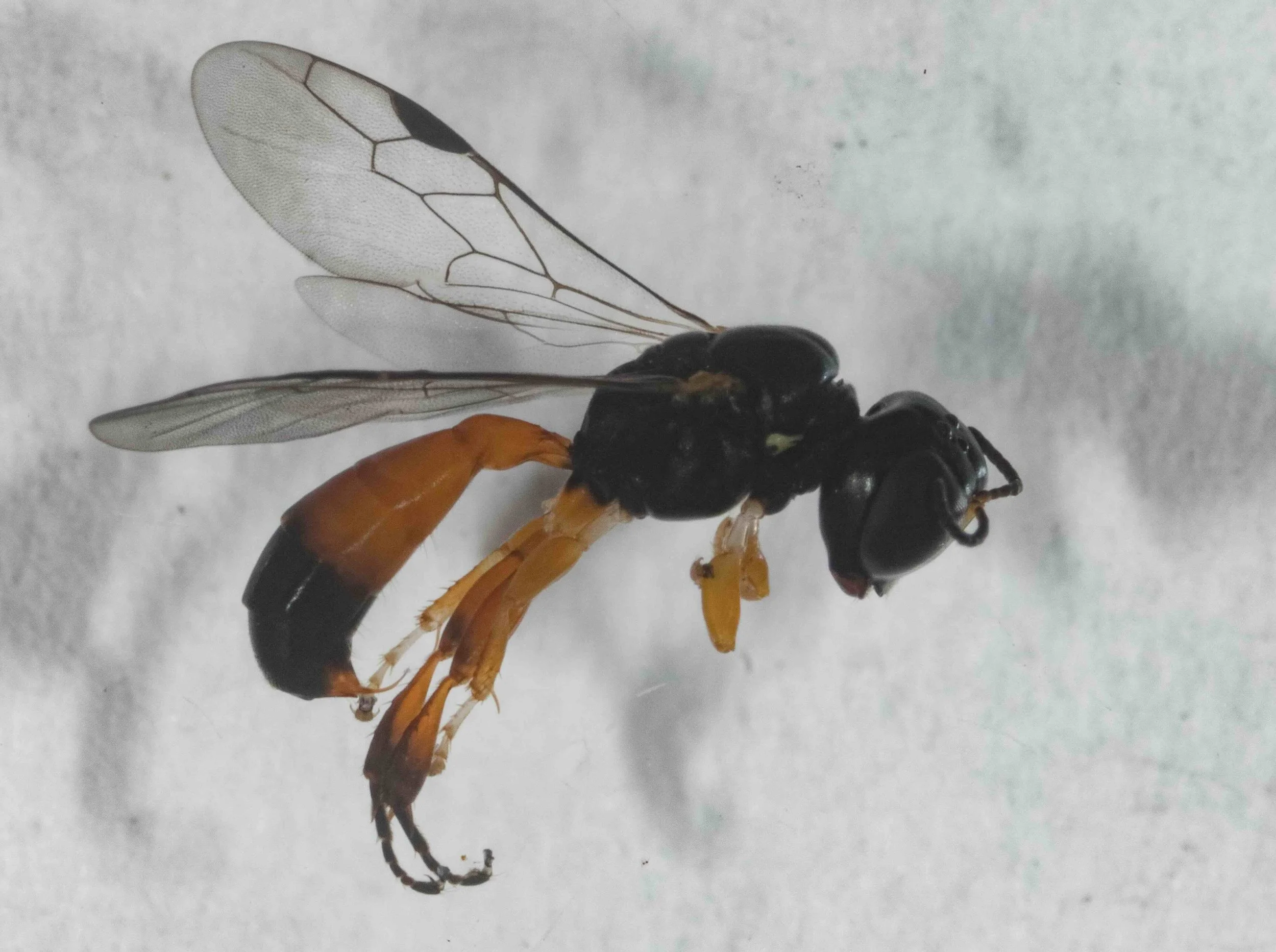 Rhopalum diversity (Crabronini)