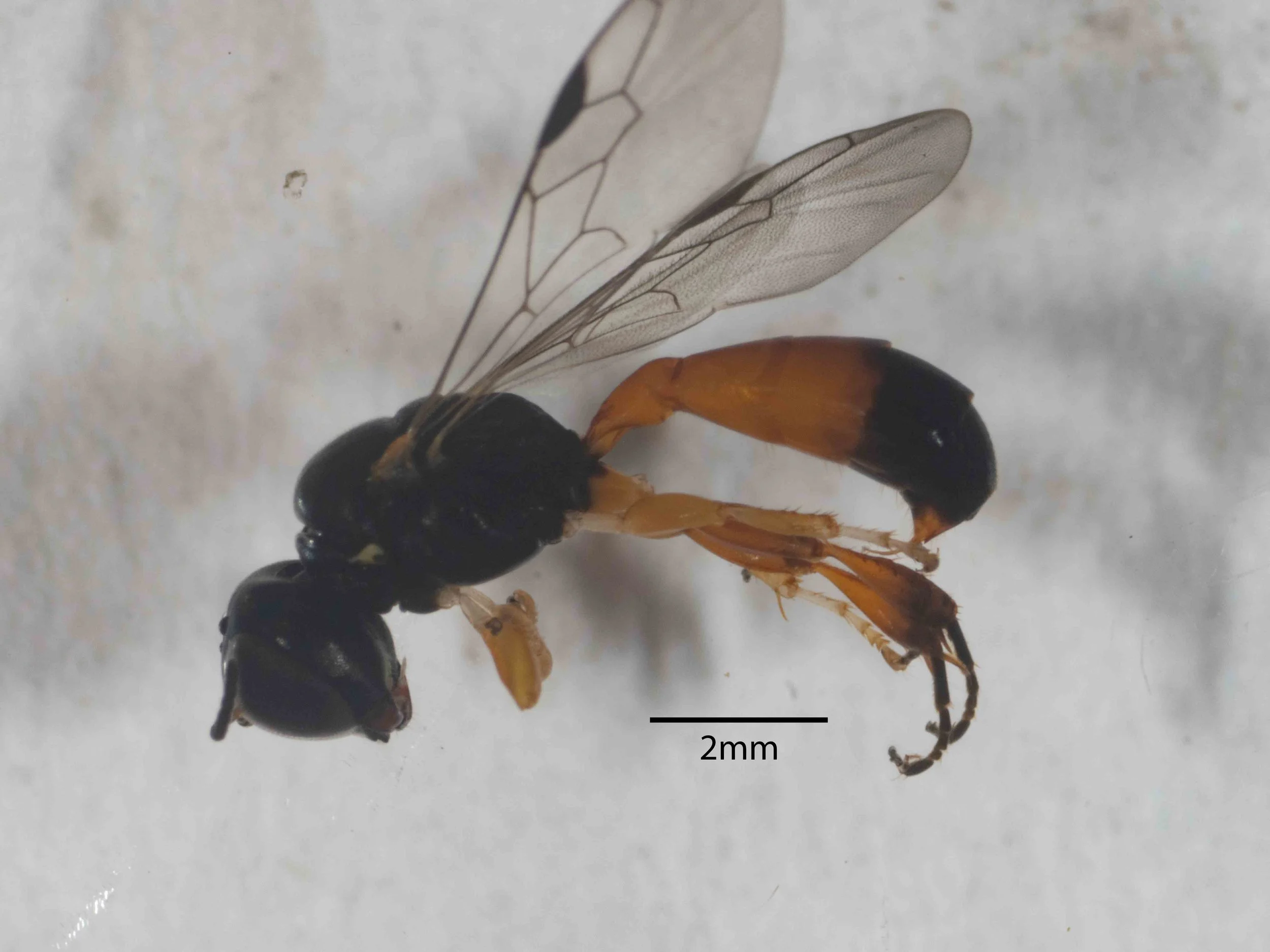  Size ~ 5.5mm Gaster: pedunculate; clavate (widest at T4) 