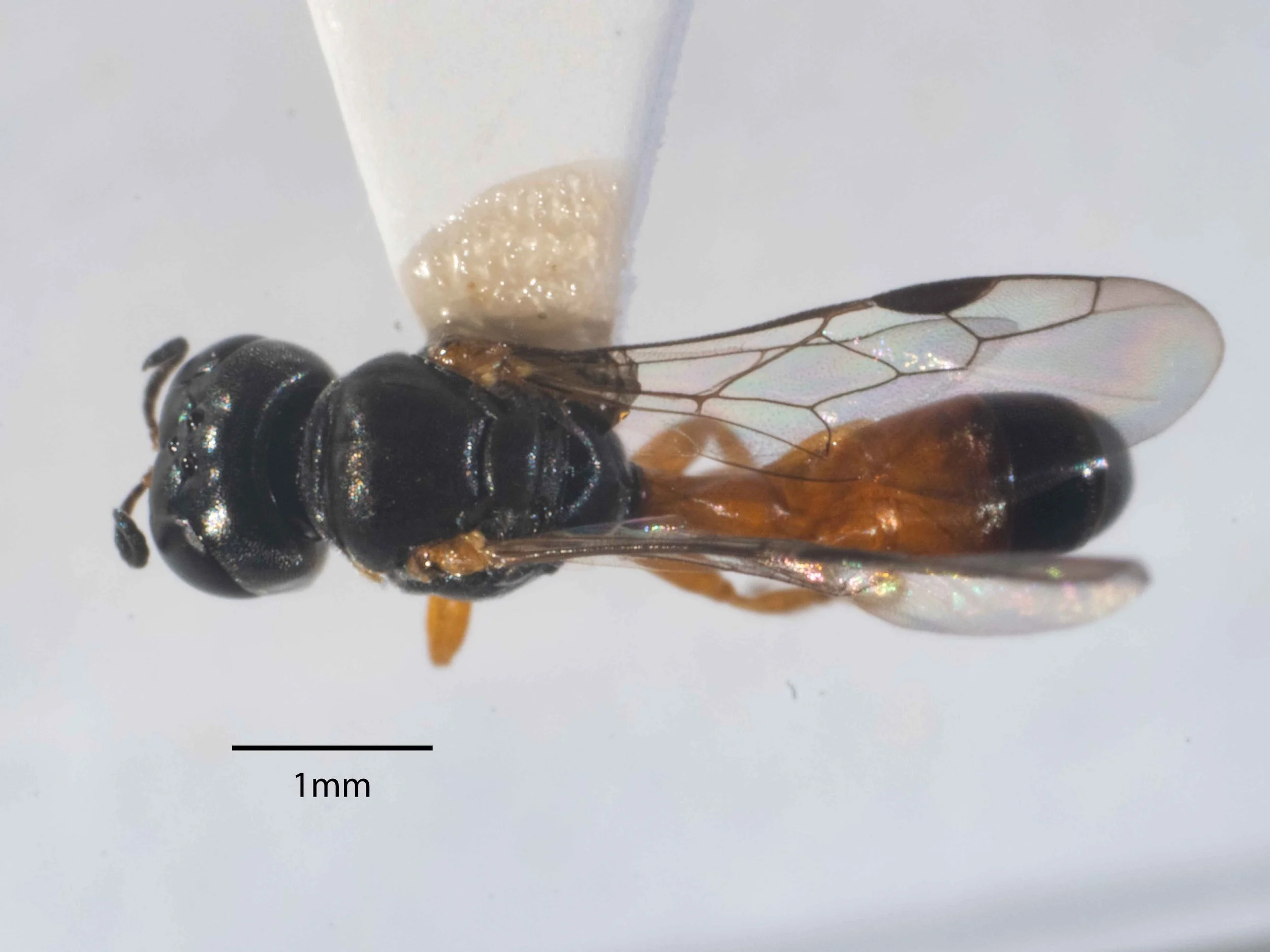  Gaster: pedunculate; clavate (widest at T4) 