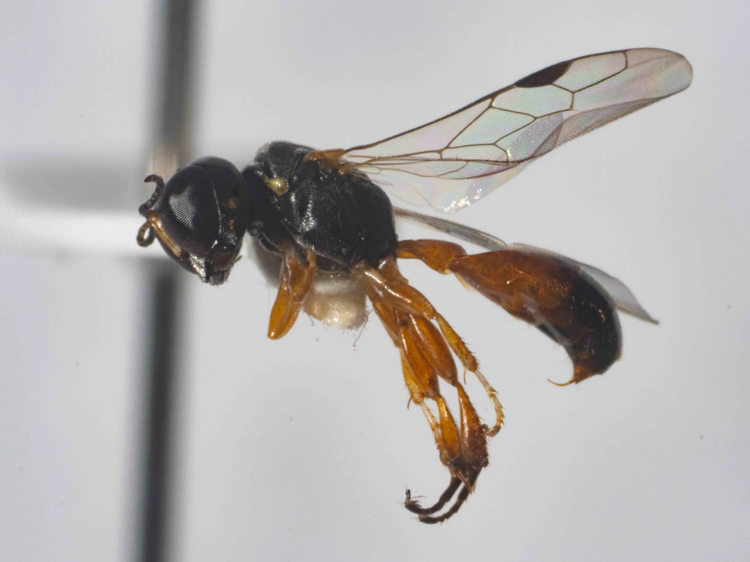  Scutum high, rounded, arched forward 