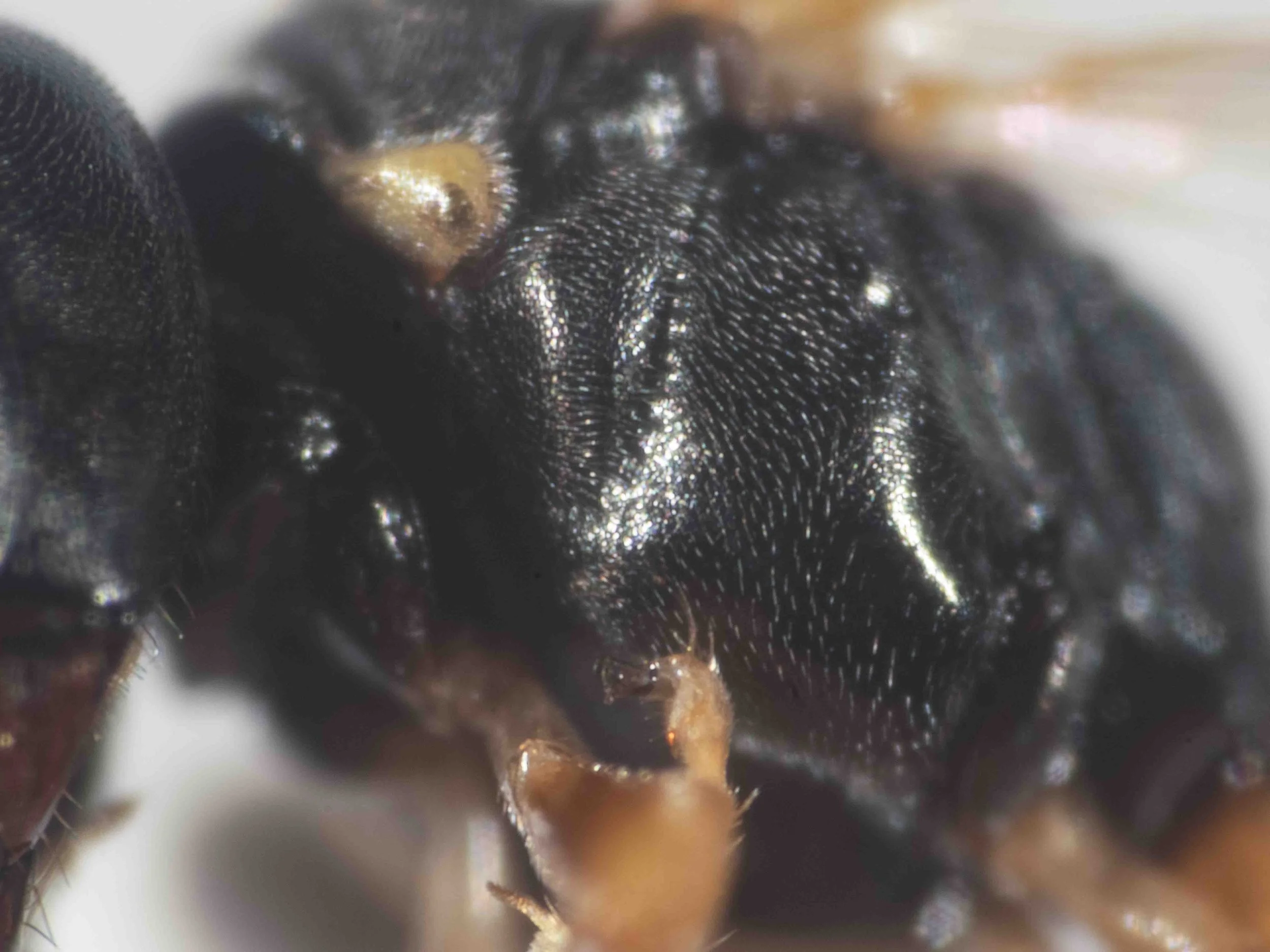  Prepectus: area rounded (although anterior &amp; lateral planes distinct); epicnemial keel entirely absent 