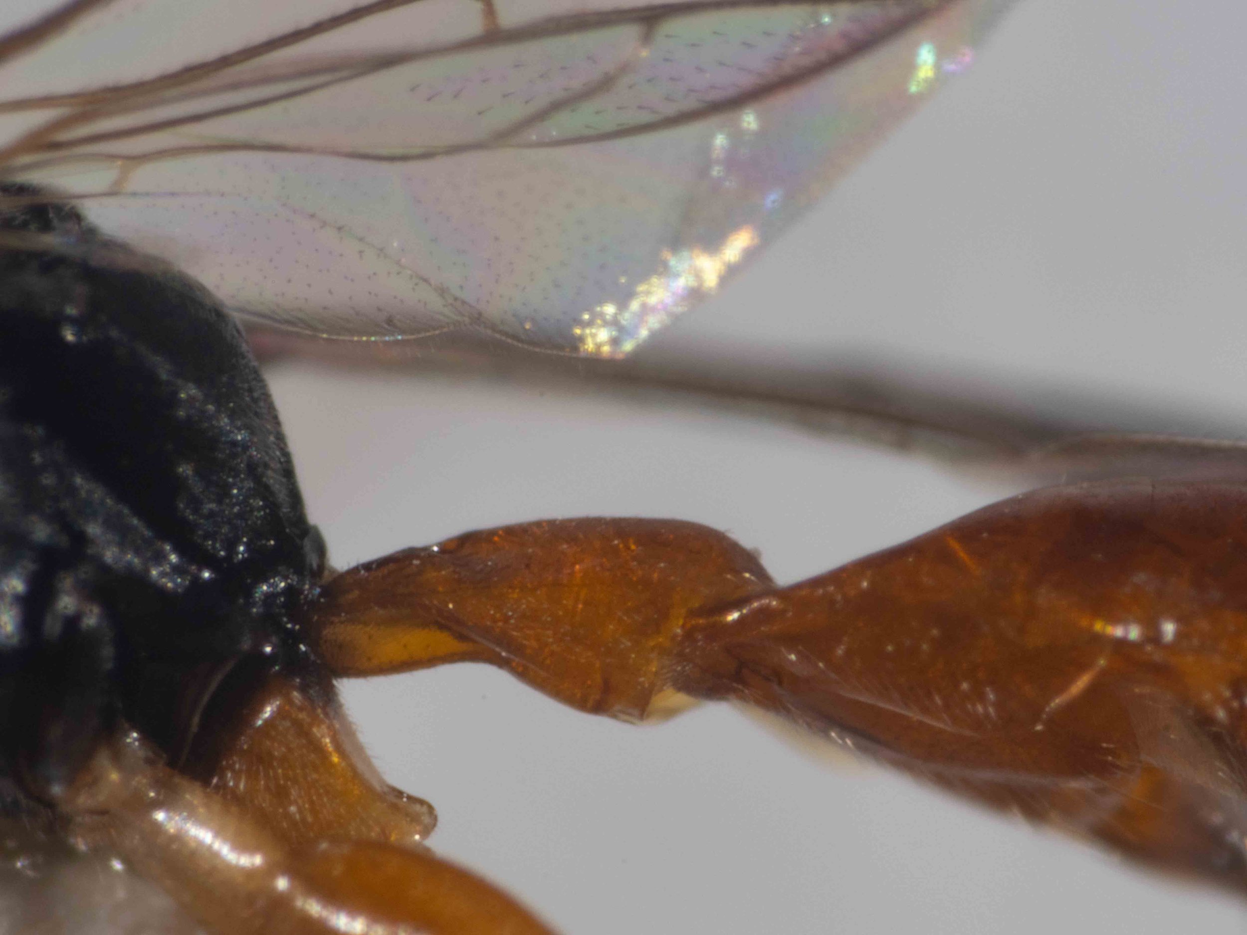  First gastral segment: pedunculate; nodose; without dorsoposterior spine (cf  Notocrabro ) 