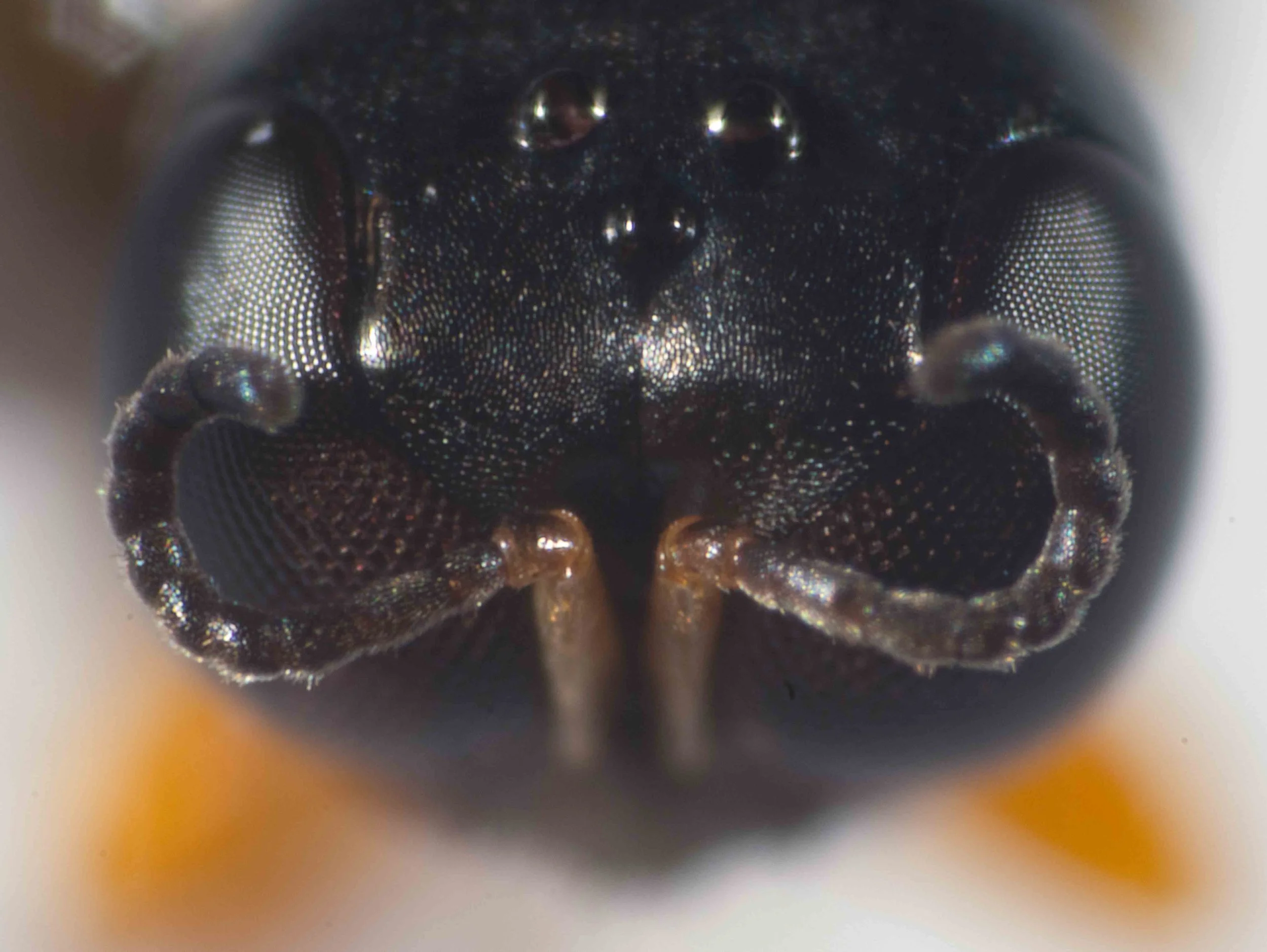  Orbital fovea: distinct Scapal basin: without dorsal carina Female: 10 flagellar segments 