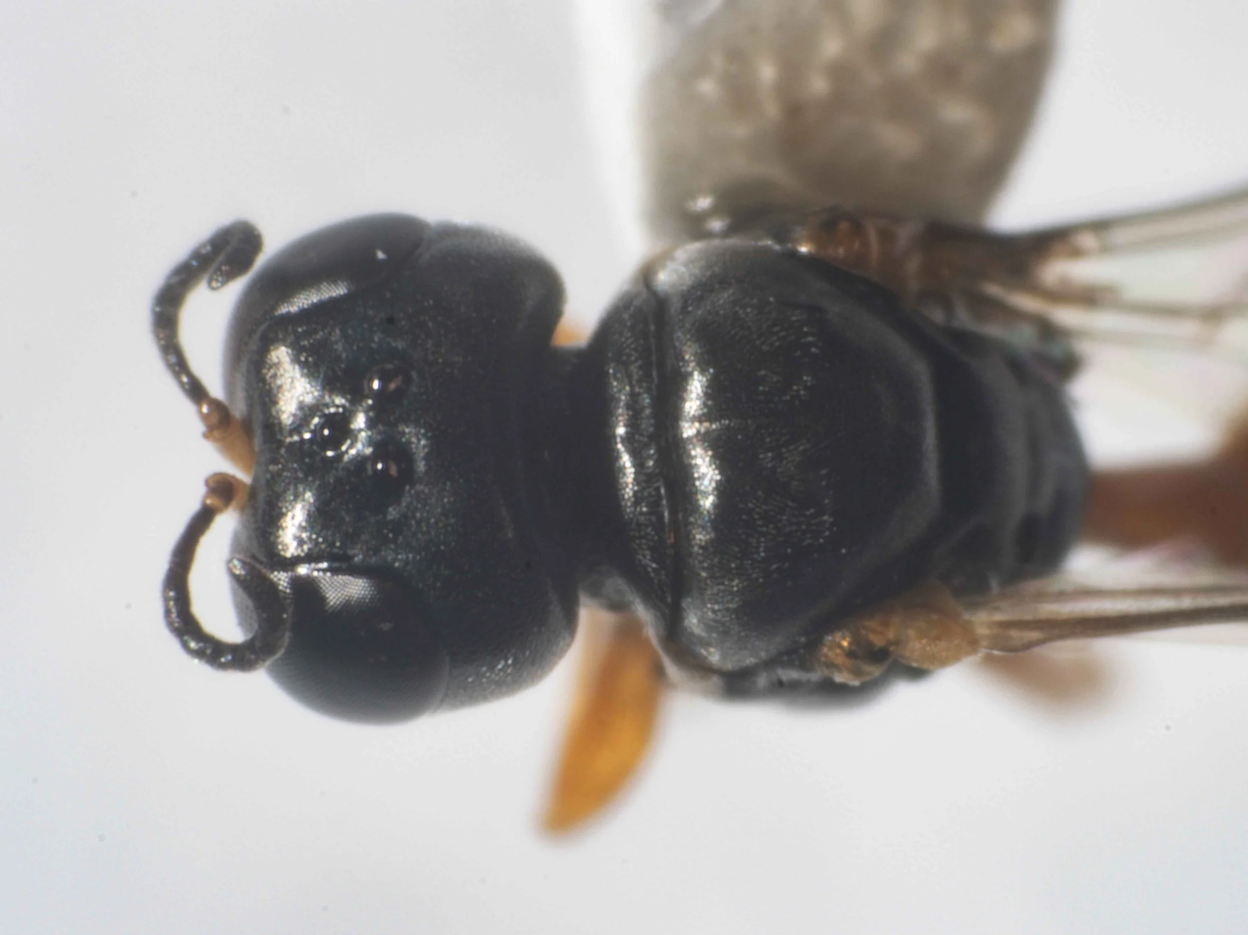  Head shape: subquadrate (in dorsal view) Ocelli arrangement: subequilateral triangle   Note PO < OO, potentially useful in species identification.  