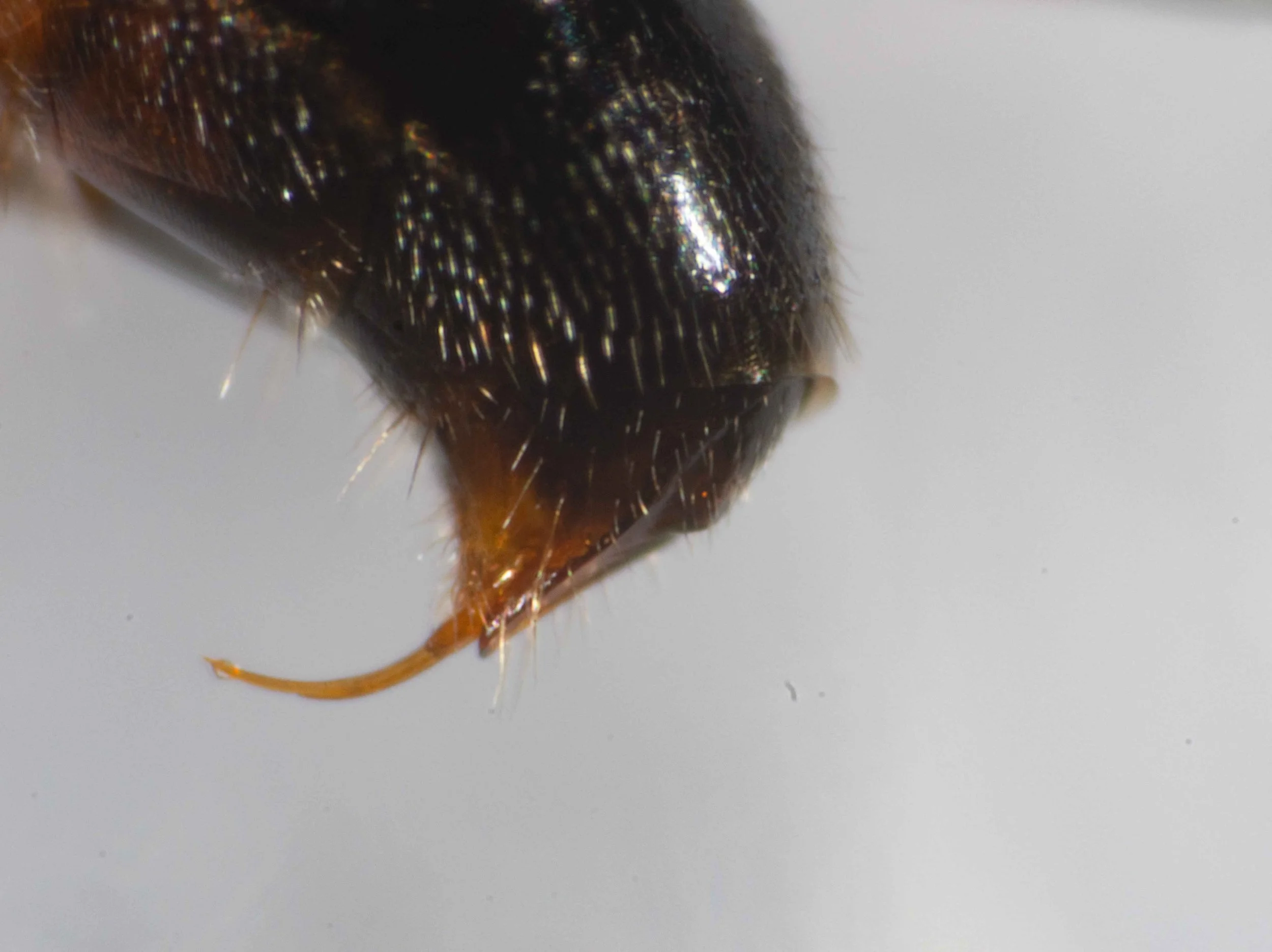  Pygidial plate: present 