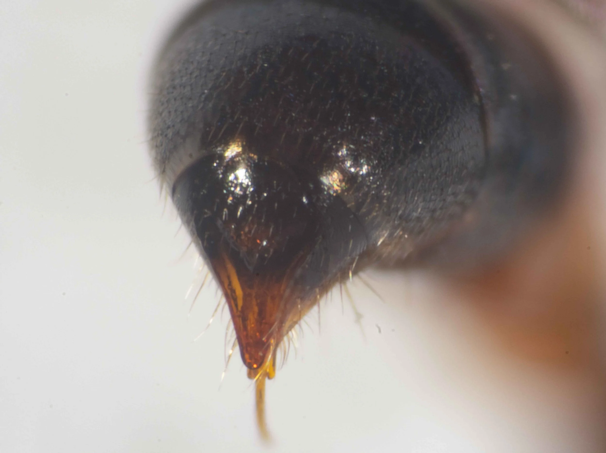  Pygidial plate: apparently impunctate; shiny.    Note the concave apical half and the domed mediobasal region, potentially helpful in species identification.  