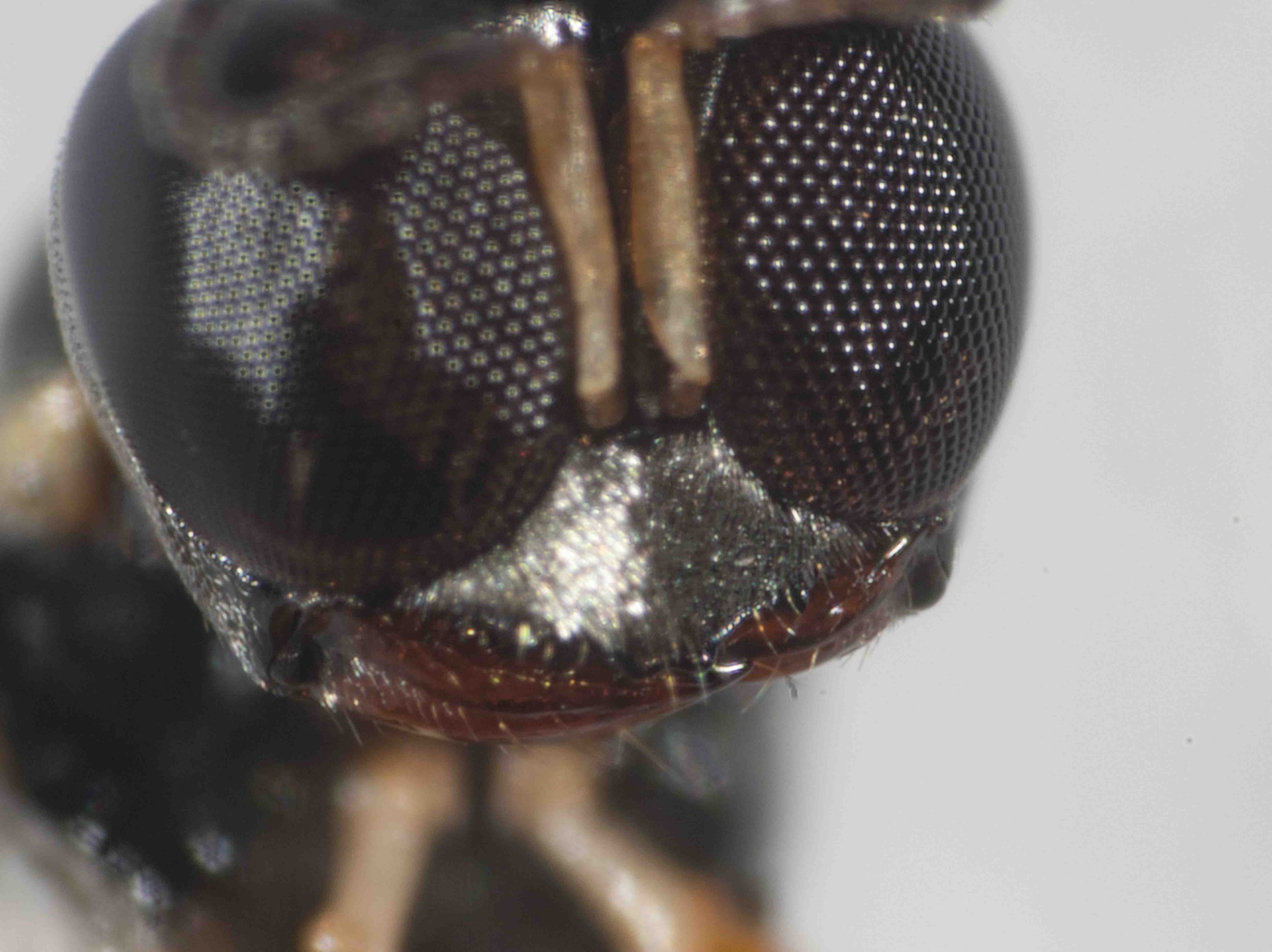   Note the clypeus shape … potentially helpful in species identification.  