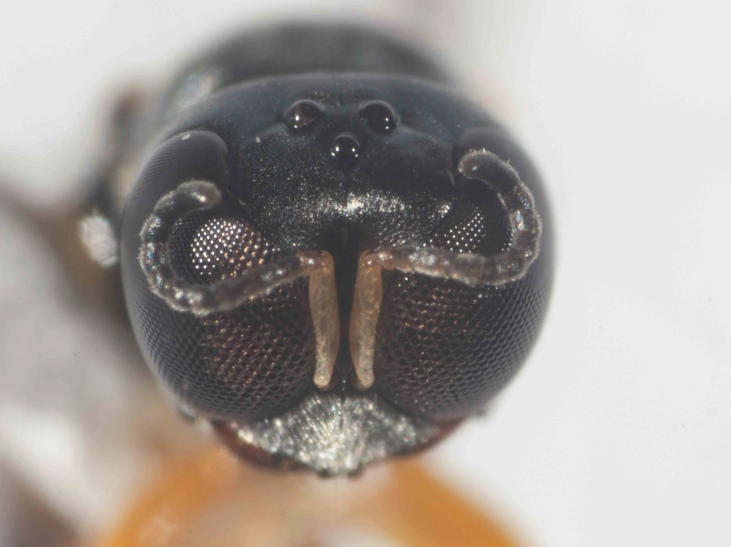  Scapal basin: without dorsal carina 